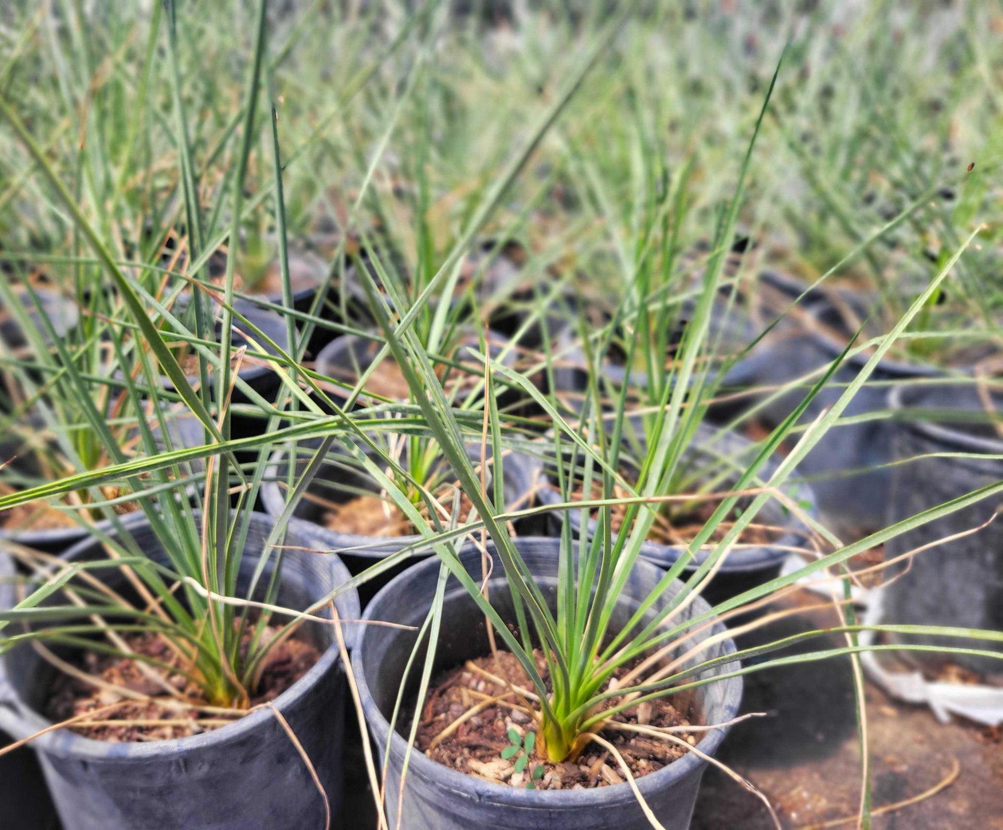 Yucca thompsoniana - Thompson's yucca – Happy Valley Plants