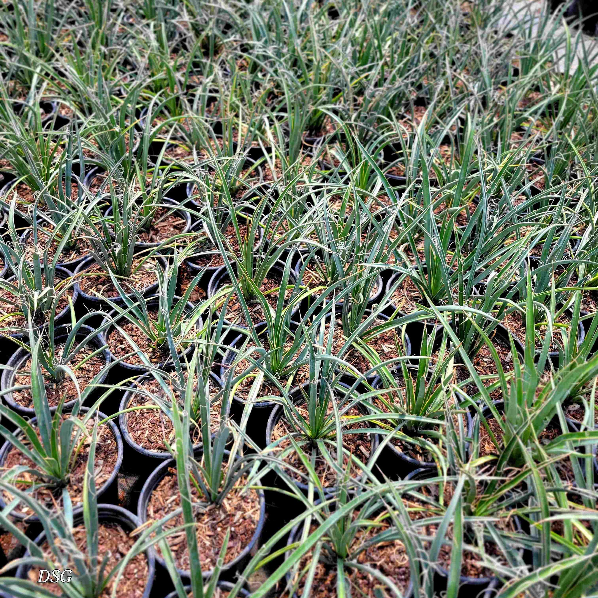 Yucca torreyi - Torrey yucca – Happy Valley Plants