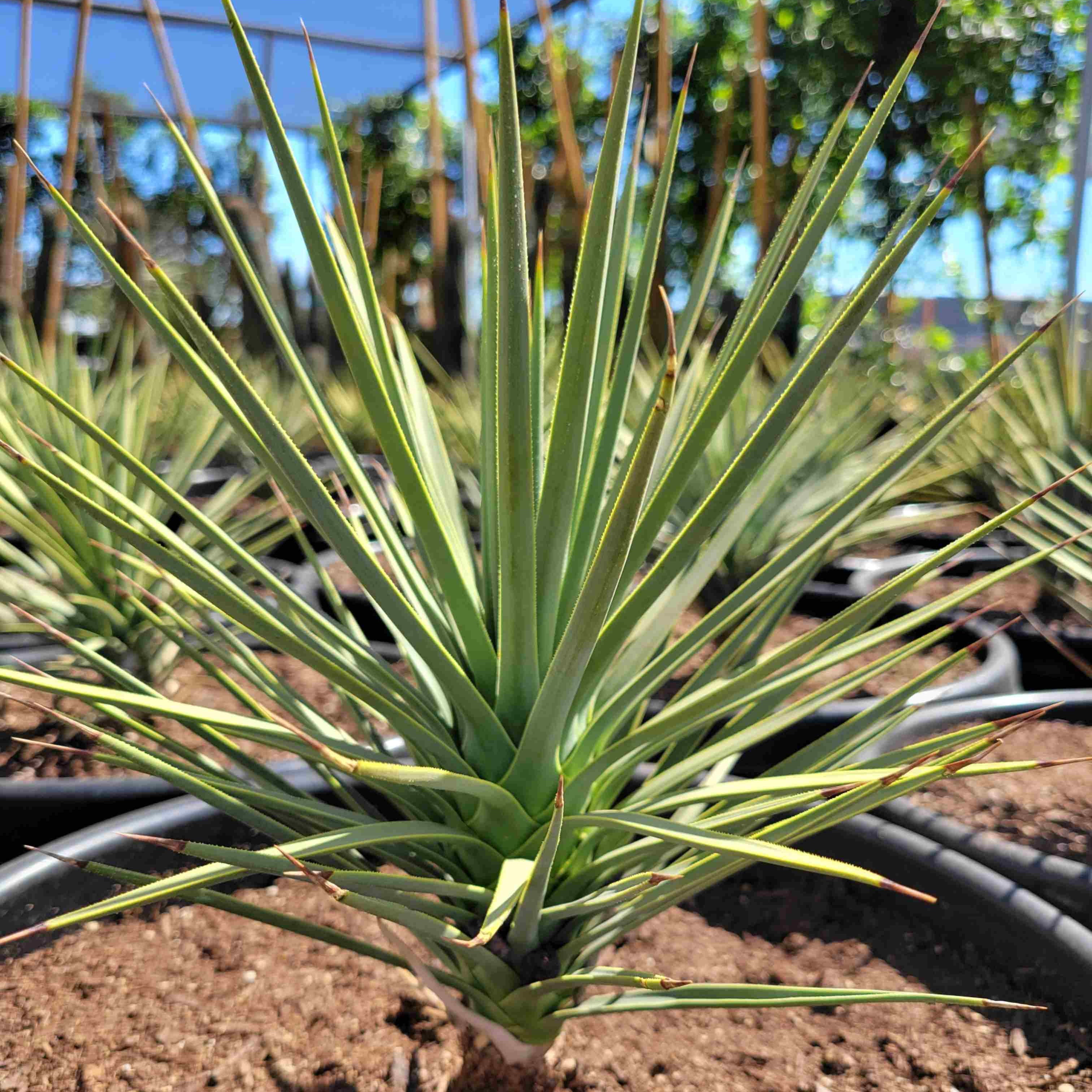 can yuccas be split Yucca brevifolia – Happy Valley Plants
