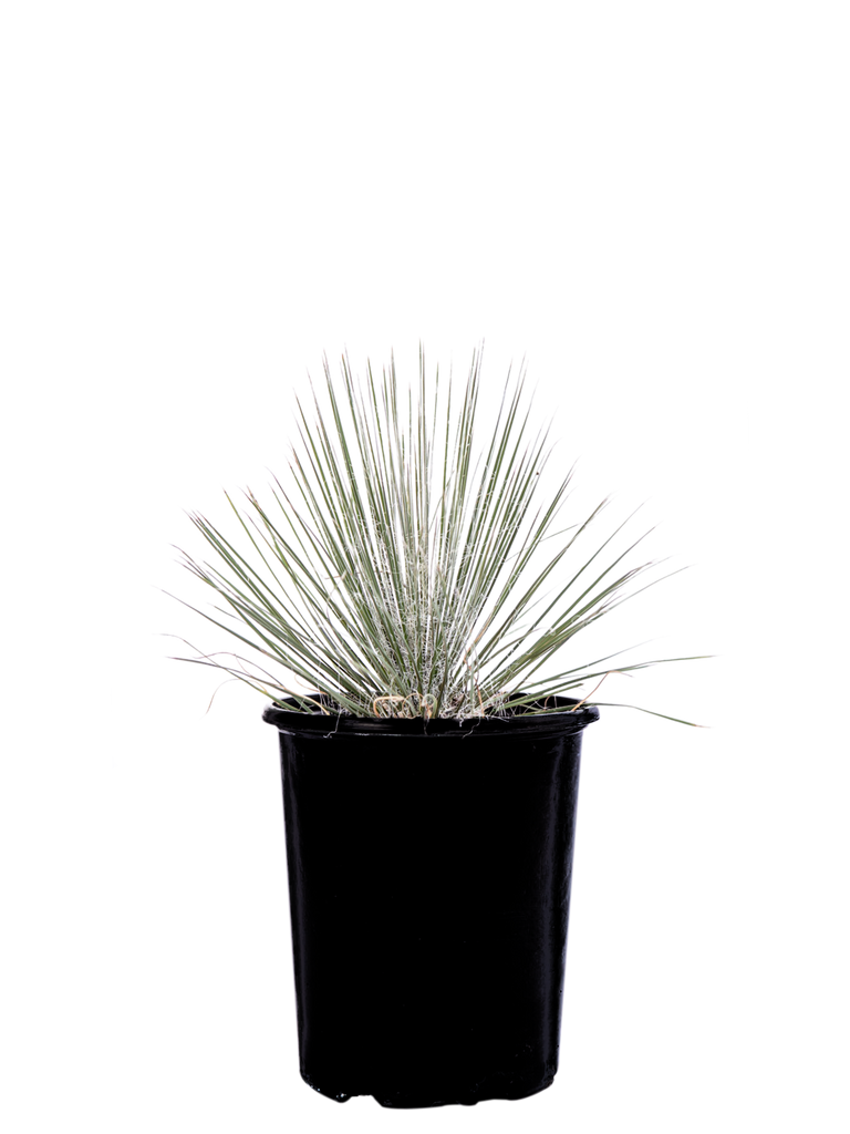 Full, high-angle view of Yucca elata showcasing its long, slender green leaves with sharp tips and strong white margins. White threads adorn the leaf edges, forming a dense crown atop stout branches. Tall, branched stalks extend above the foliage, displaying bell-shaped white flowers in the spring.