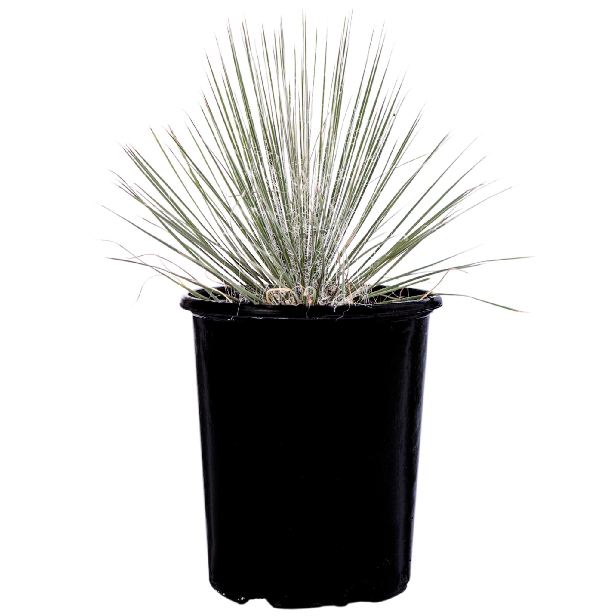 大特価奉仕品‼️Yucca Elata 地植え株 強 耐熱 耐寒 プロフ必読!⑨ 大特価奉仕品‼️Yucca Elata 地植え株 強 耐熱 耐寒 プロフ必読!⑨