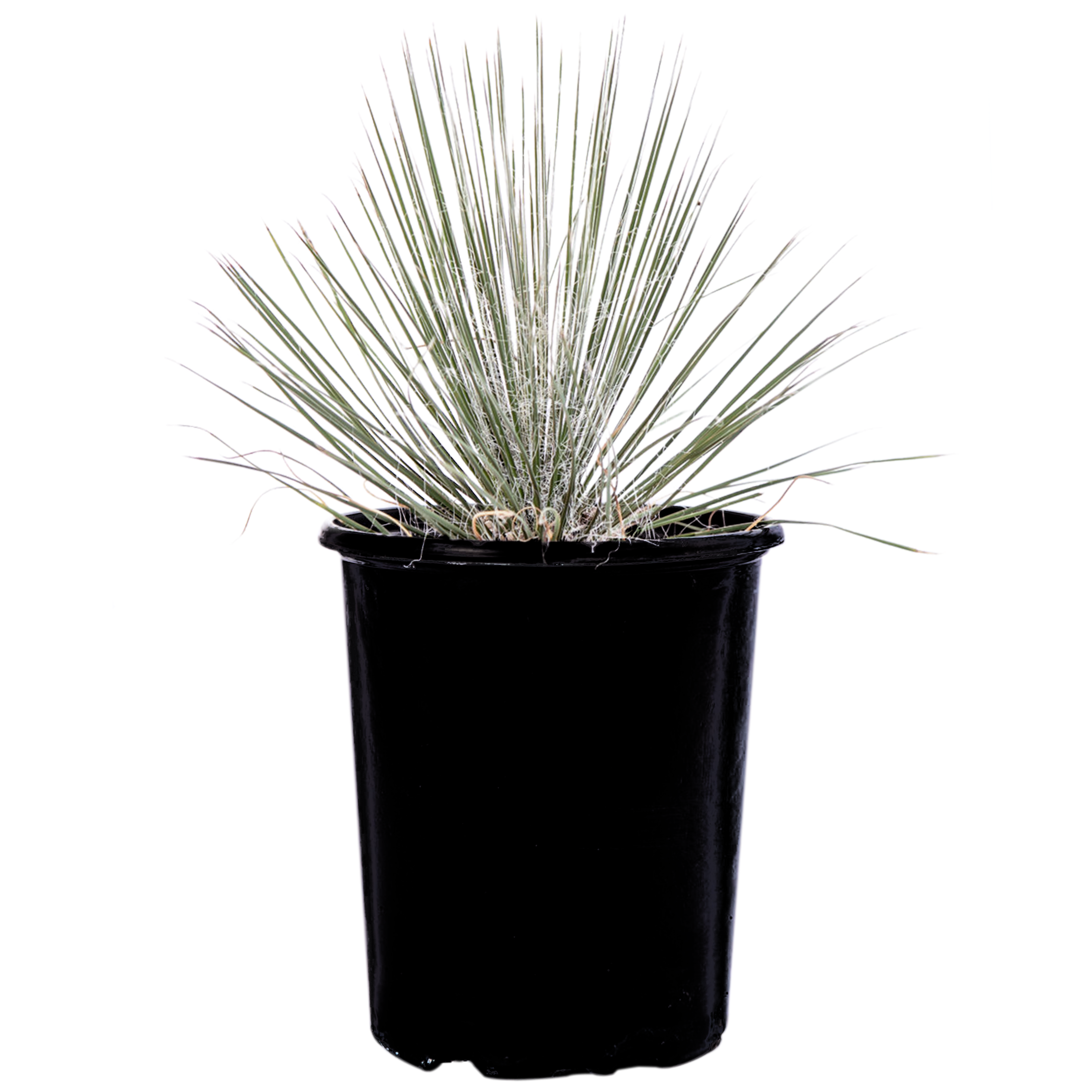Yucca elata - Soaptree Yucca – Happy Valley Plants Yucca elata - Soaptree Yucca – Happy Valley Plants
