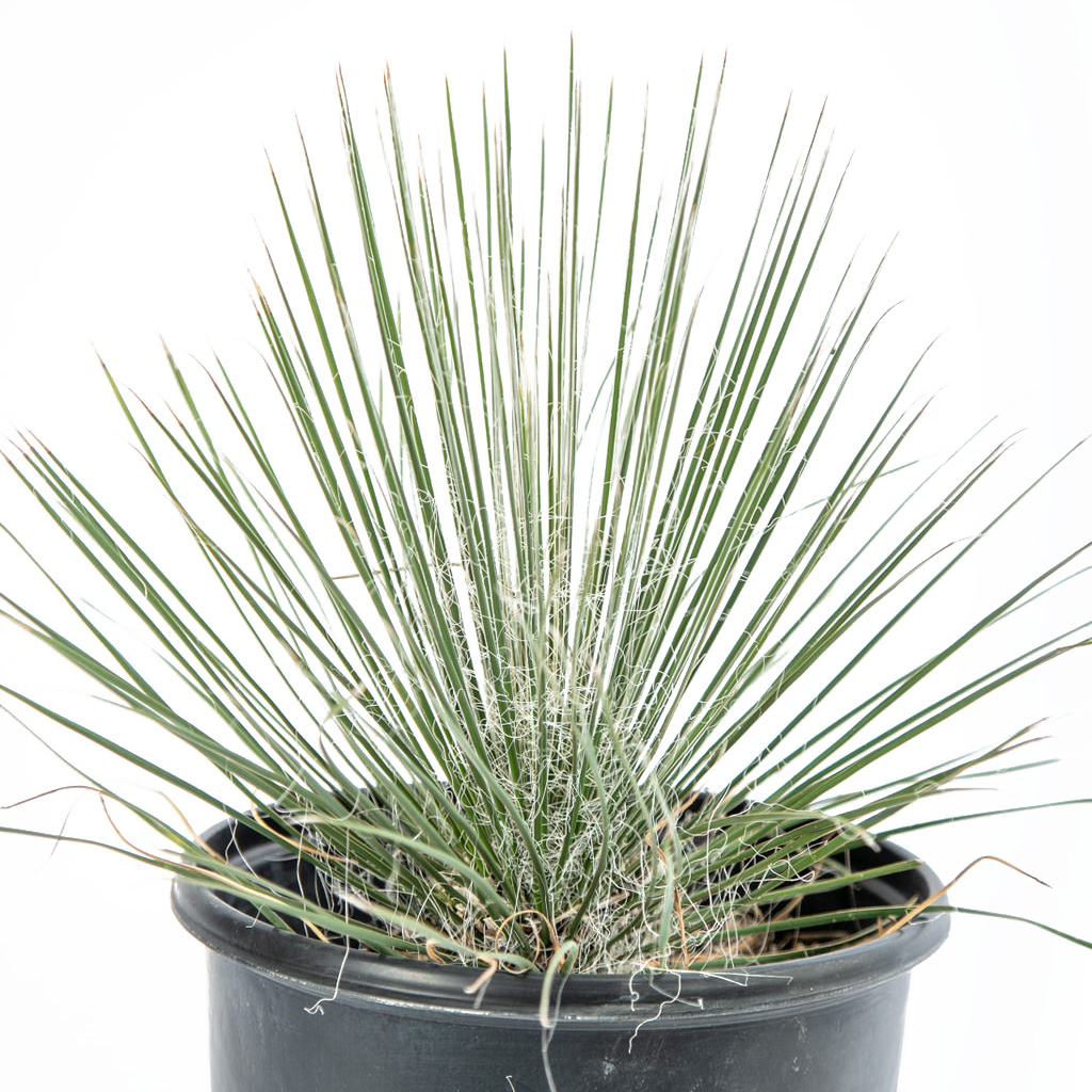 Yucca elata - Soaptree Yucca – Happy Valley Plants