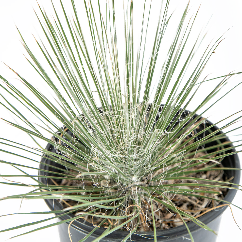 Yucca elata - Soaptree Yucca – Happy Valley Plants Yucca elata - Soaptree Yucca – Happy Valley Plants