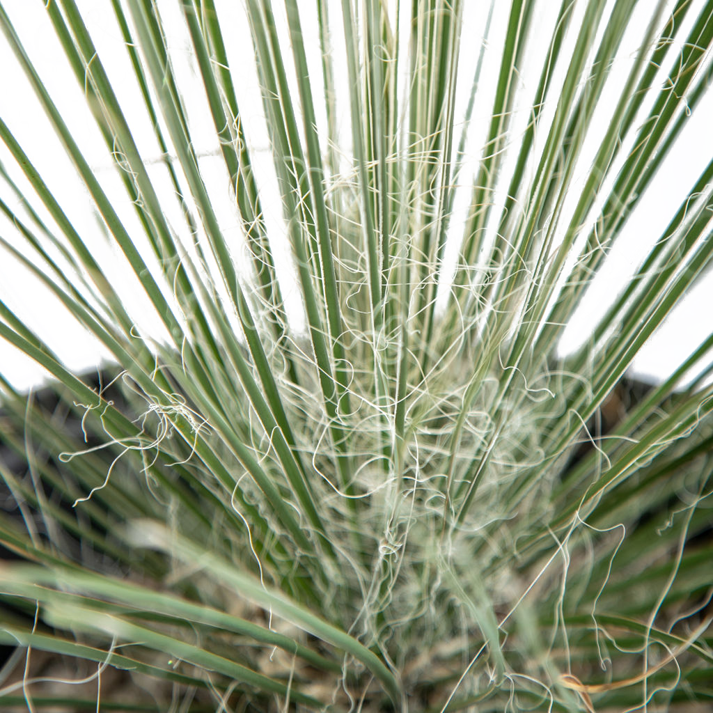Yucca elata - Soaptree Yucca – Happy Valley Plants