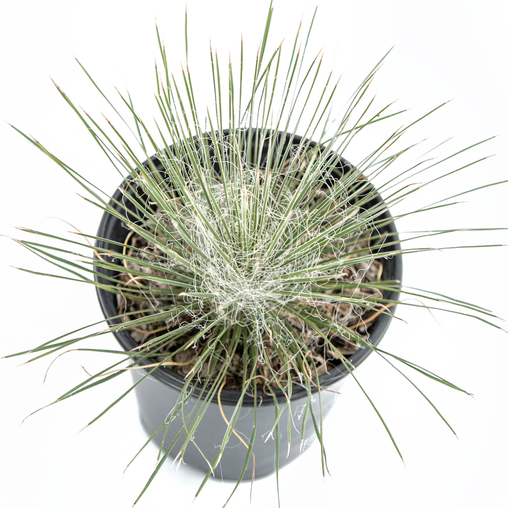 yuccaデントヘルス8個セット Yucca elata - Soaptree Yucca – Happy Valley Plants