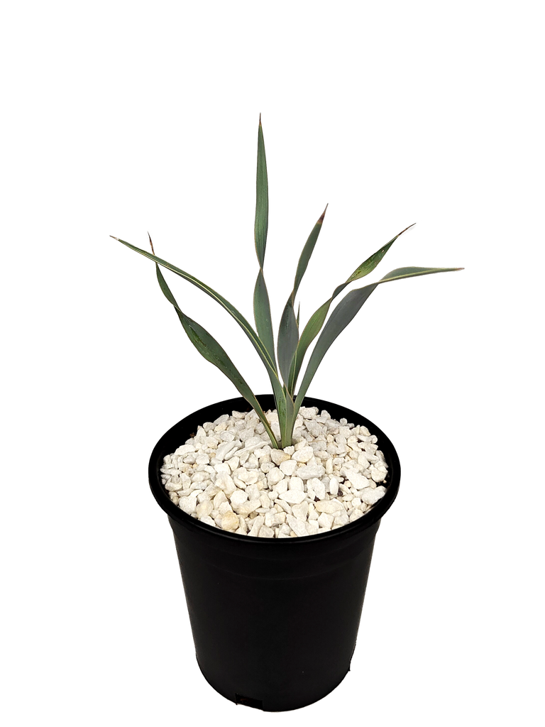 Full, high-angle view of Yucca pallida, showing the cluster of powder blue leaves with serrated edges spreading outward from the base. The tall flower stalk with pure white, bell-shaped flowers rises above the foliage.