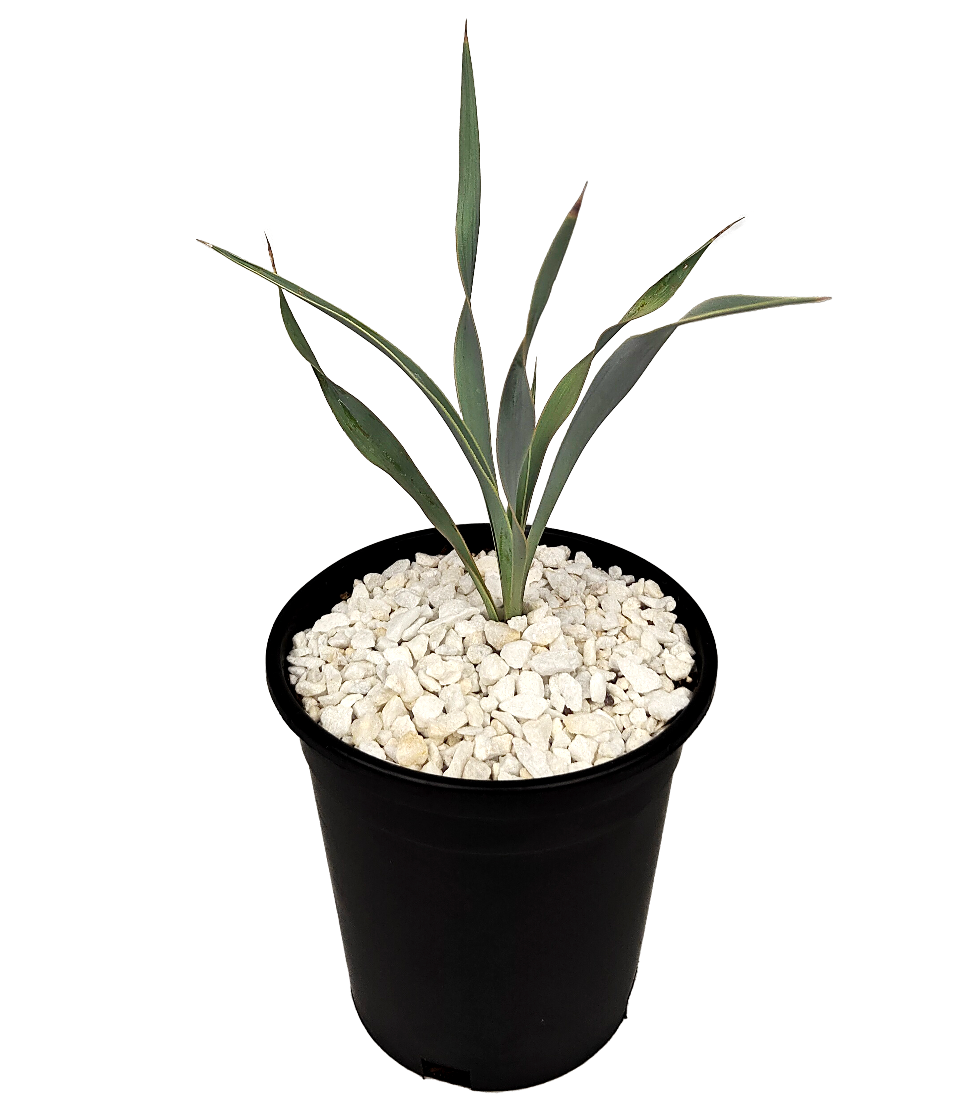 Yucca pallida - Pale Leaf Yucca – Happy Valley Plants