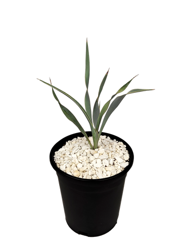 Full, high-angle view of Yucca pallida, showing the cluster of powder blue leaves with serrated edges spreading outward from the base. The tall flower stalk with pure white, bell-shaped flowers rises above the foliage.