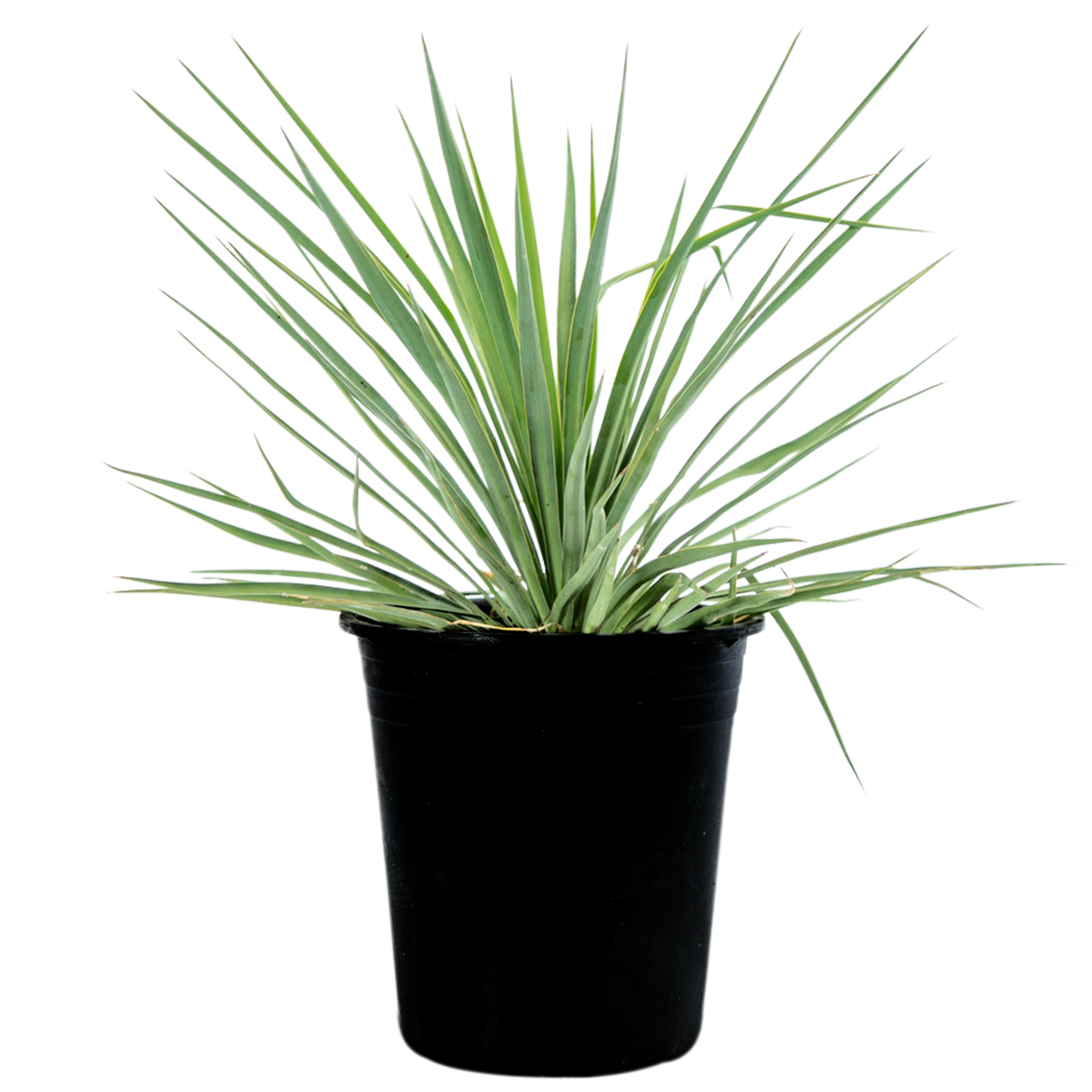 Yucca recurvifolia (pendula) – Happy Valley Plants