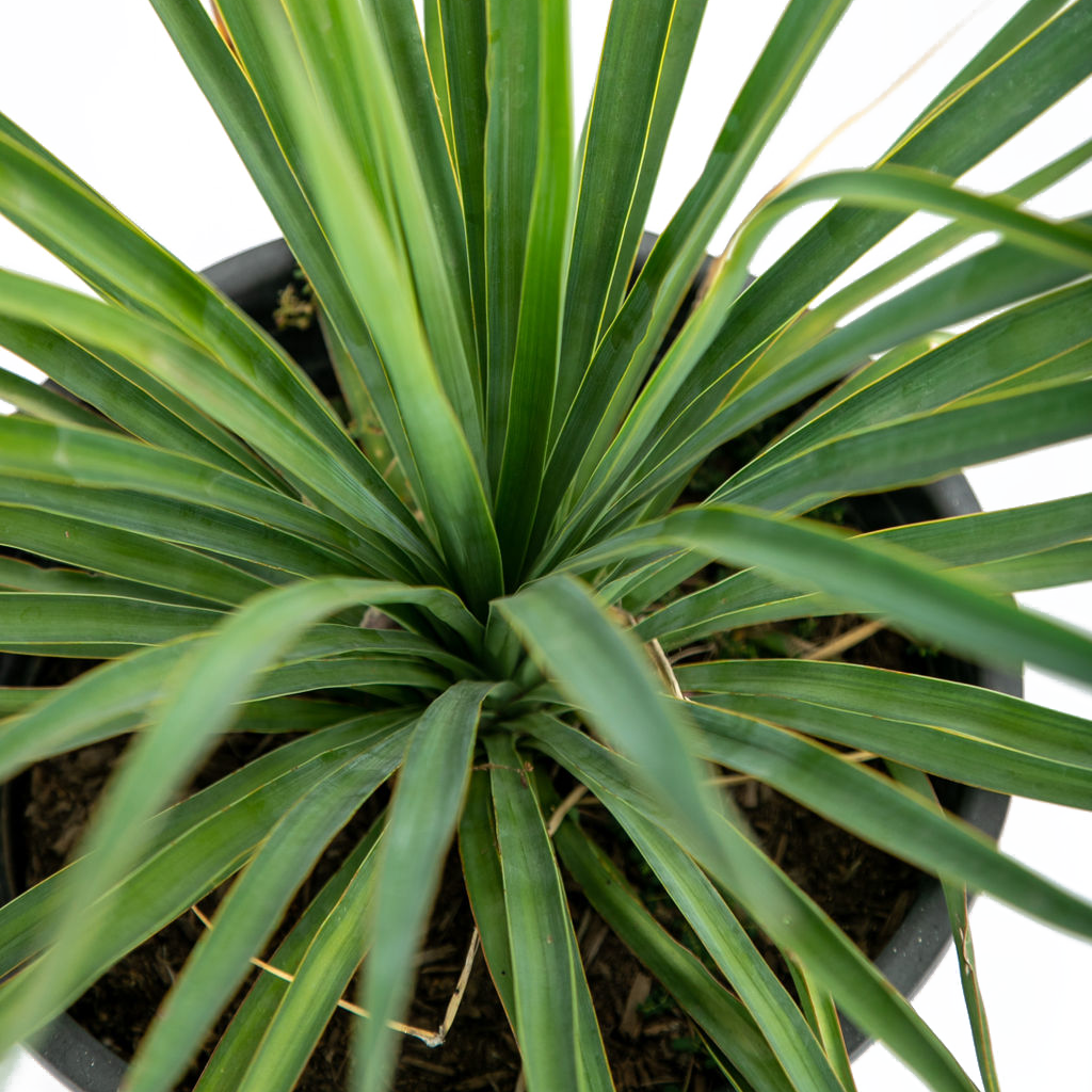 Yucca recurvifolia (pendula) – Happy Valley Plants