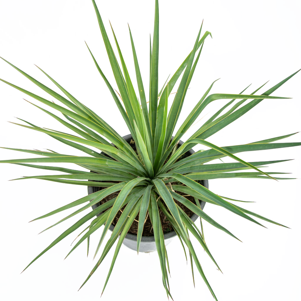 Yucca recurvifolia (pendula) – Happy Valley Plants