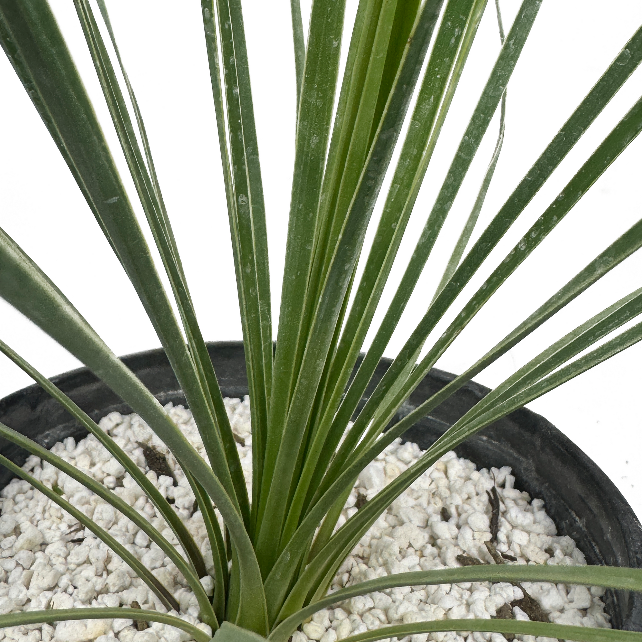 Yucca thompsoniana - Thompson's yucca – Happy Valley Plants