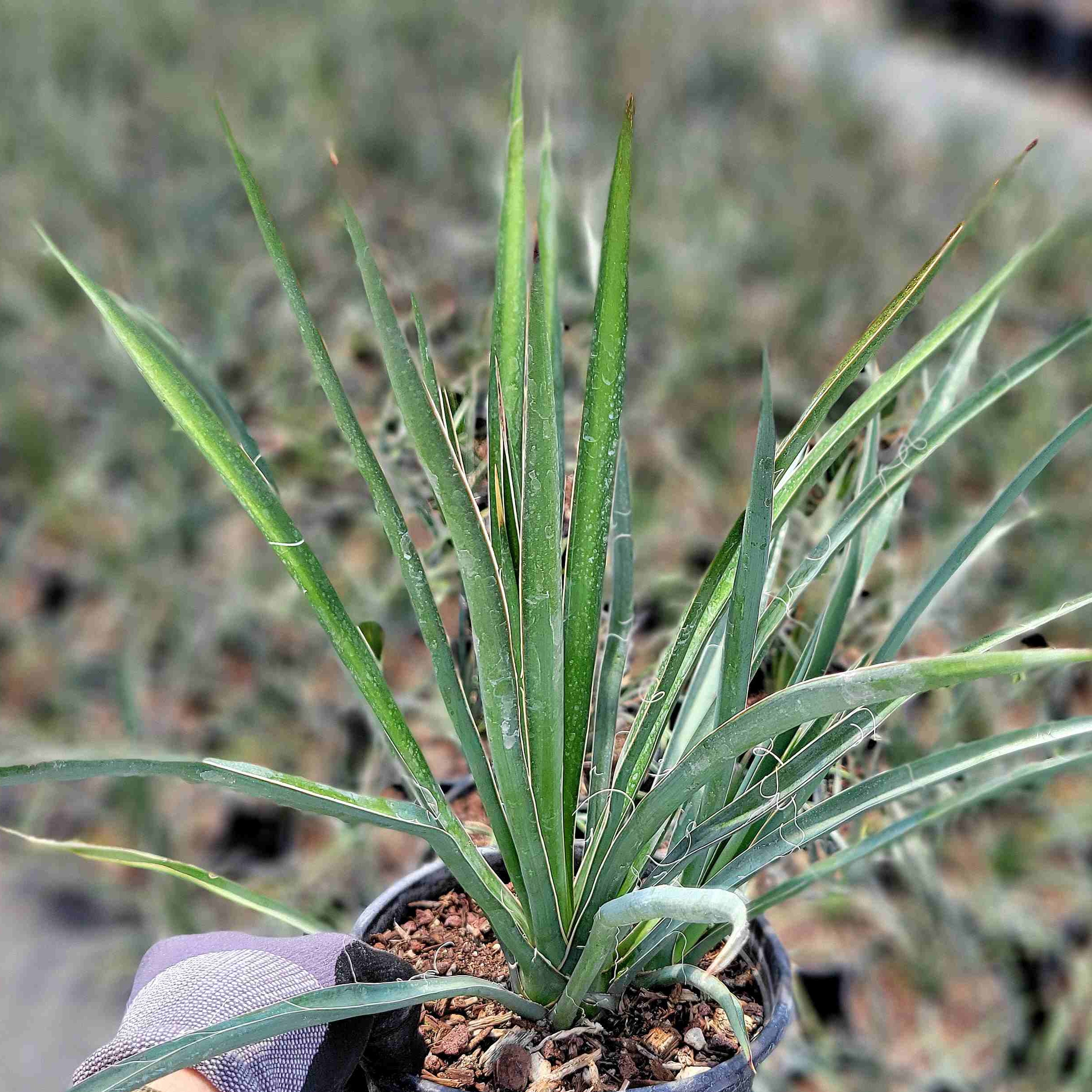 yucca-t商品 Yucca torreyi - Torrey yucca – Happy Valley Plants