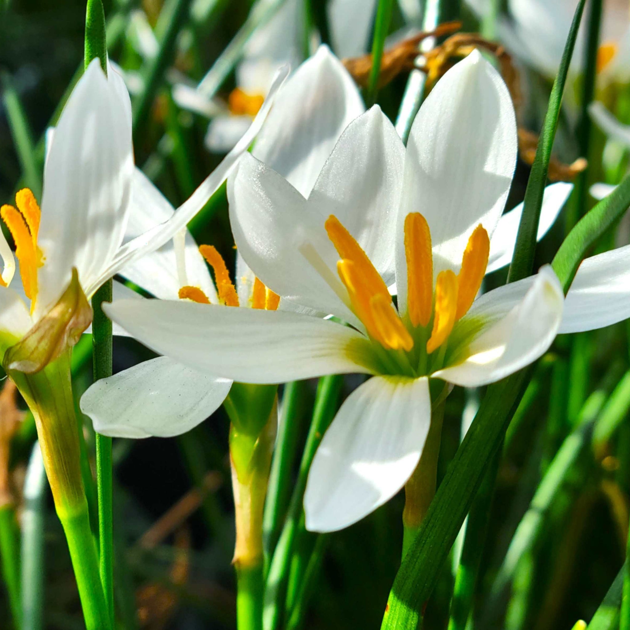 Zephyranthes candida - White Rain Lily  Happy Valley Plants