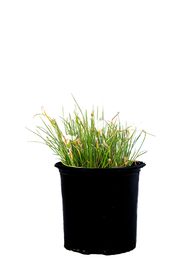 High-angle view of Zephyranthes candida, showing clusters of silvery white, crocus-like flowers with bright orange stamens emerging above a dense tuft of narrow, grass-like green leaves.