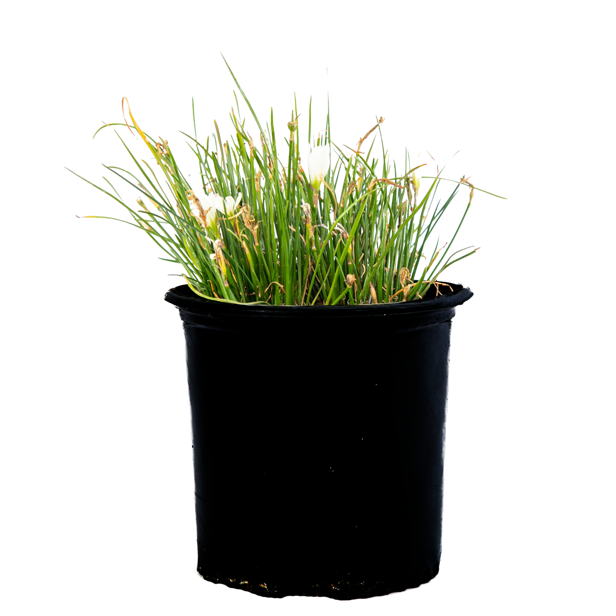lily white appendix Zephyranthes candida