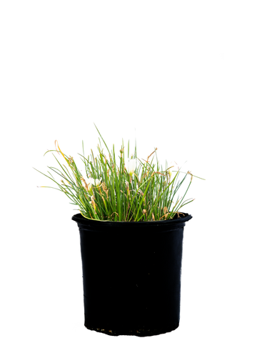 High-angle view of Zephyranthes candida, showing clusters of silvery white, crocus-like flowers with bright orange stamens emerging above a dense tuft of narrow, grass-like green leaves.