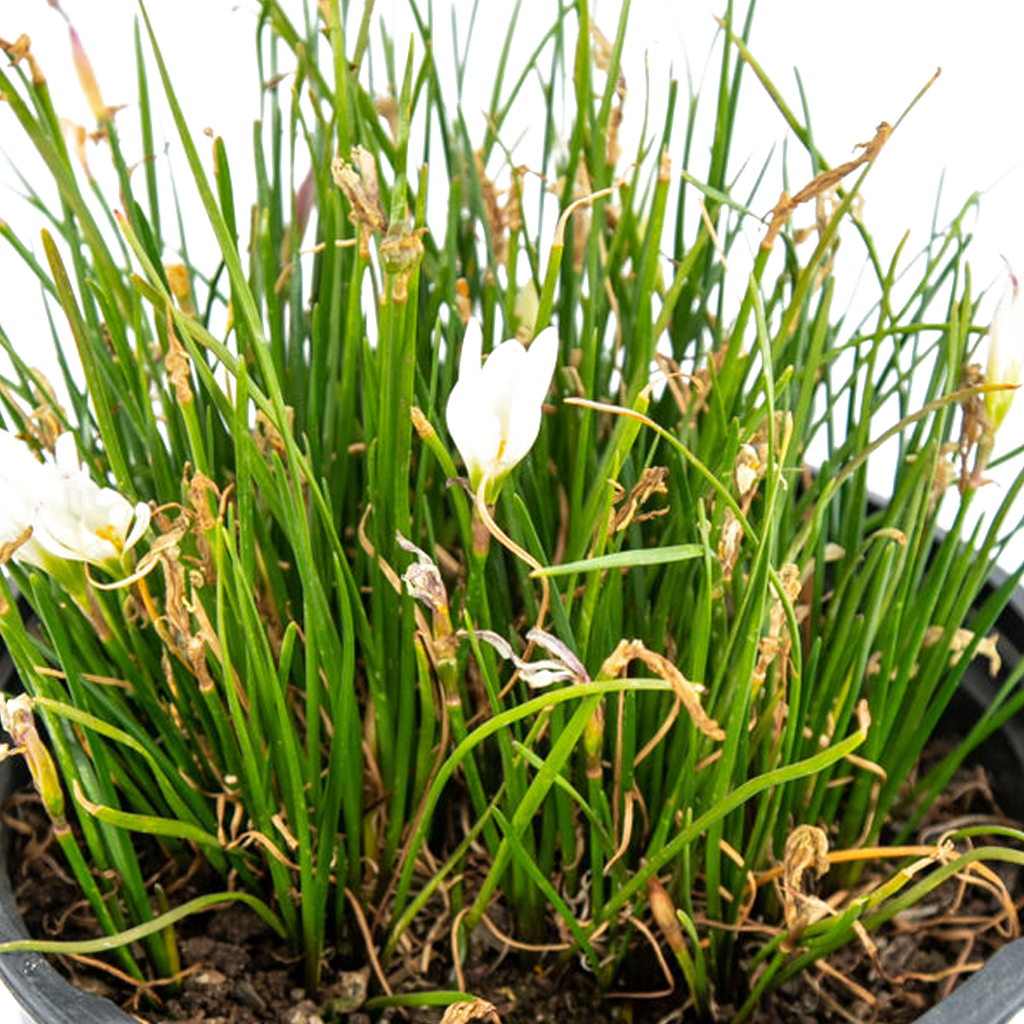 white rain lilies Zephyranthes candida