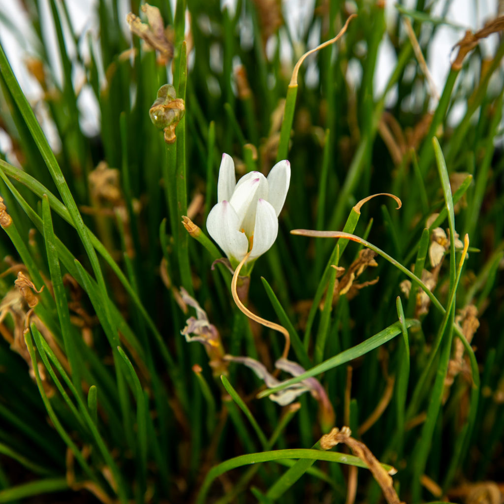 white rain lilies Zephyranthes candida