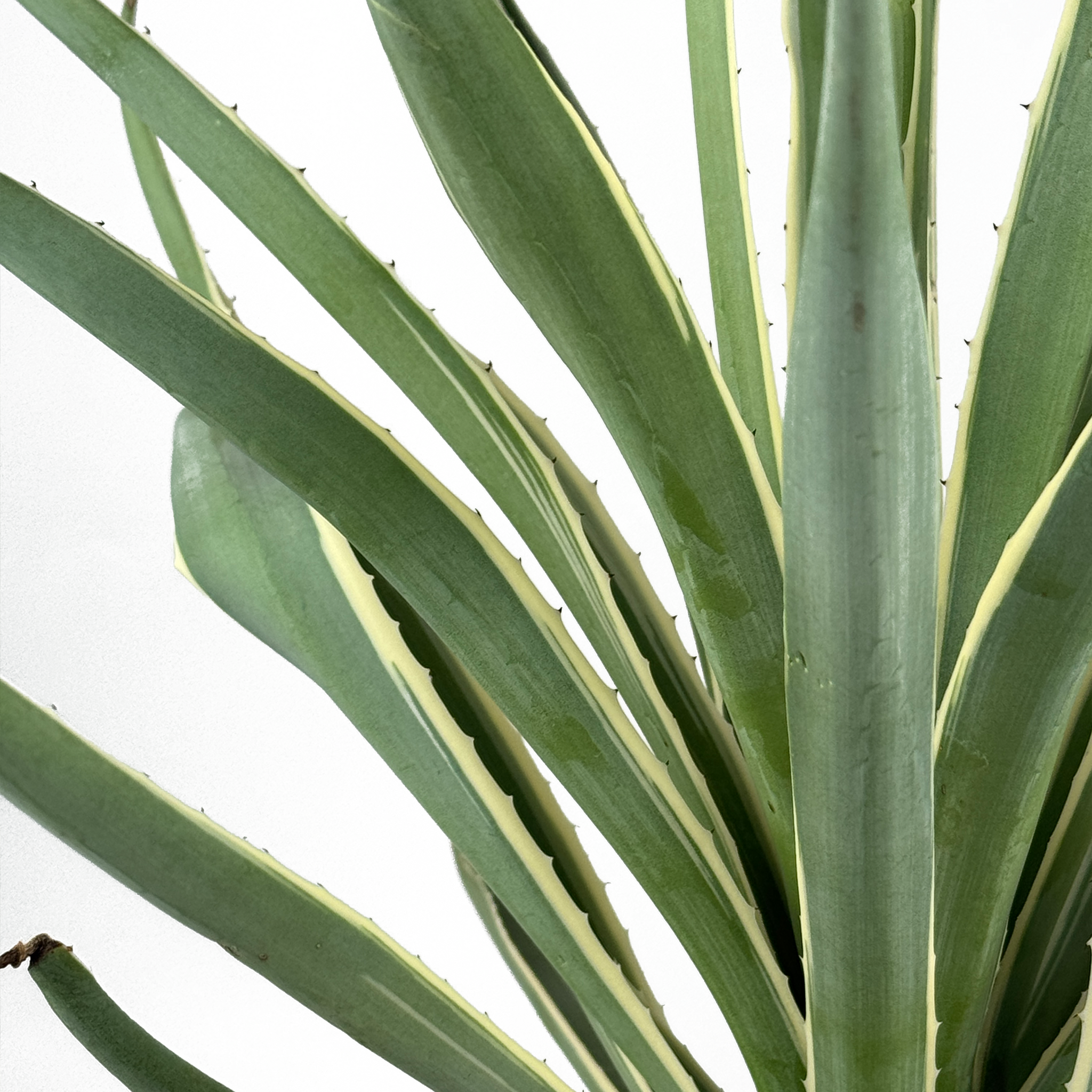 Agave angustifolia v. marginata