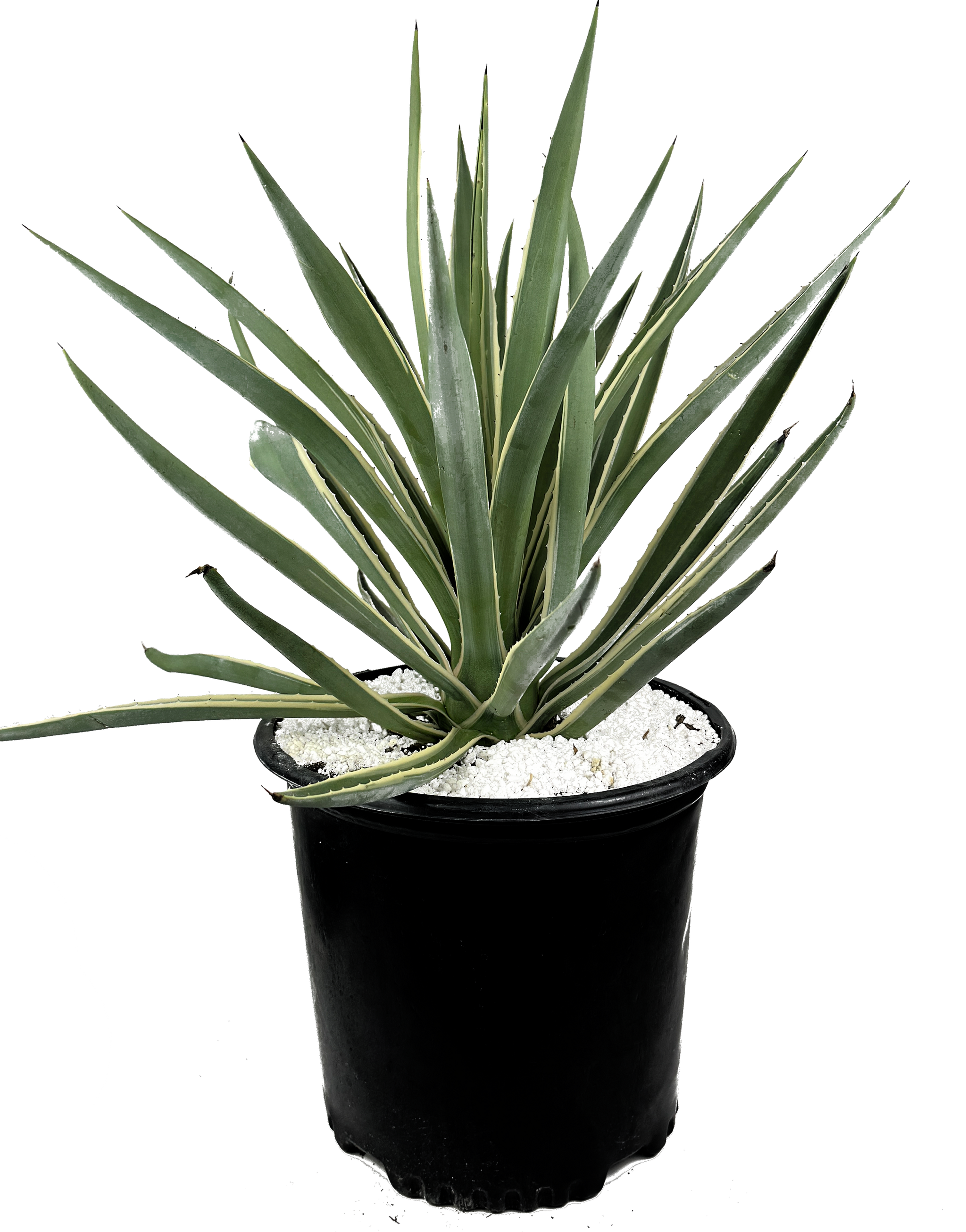 Agave angustifolia v. marginata
