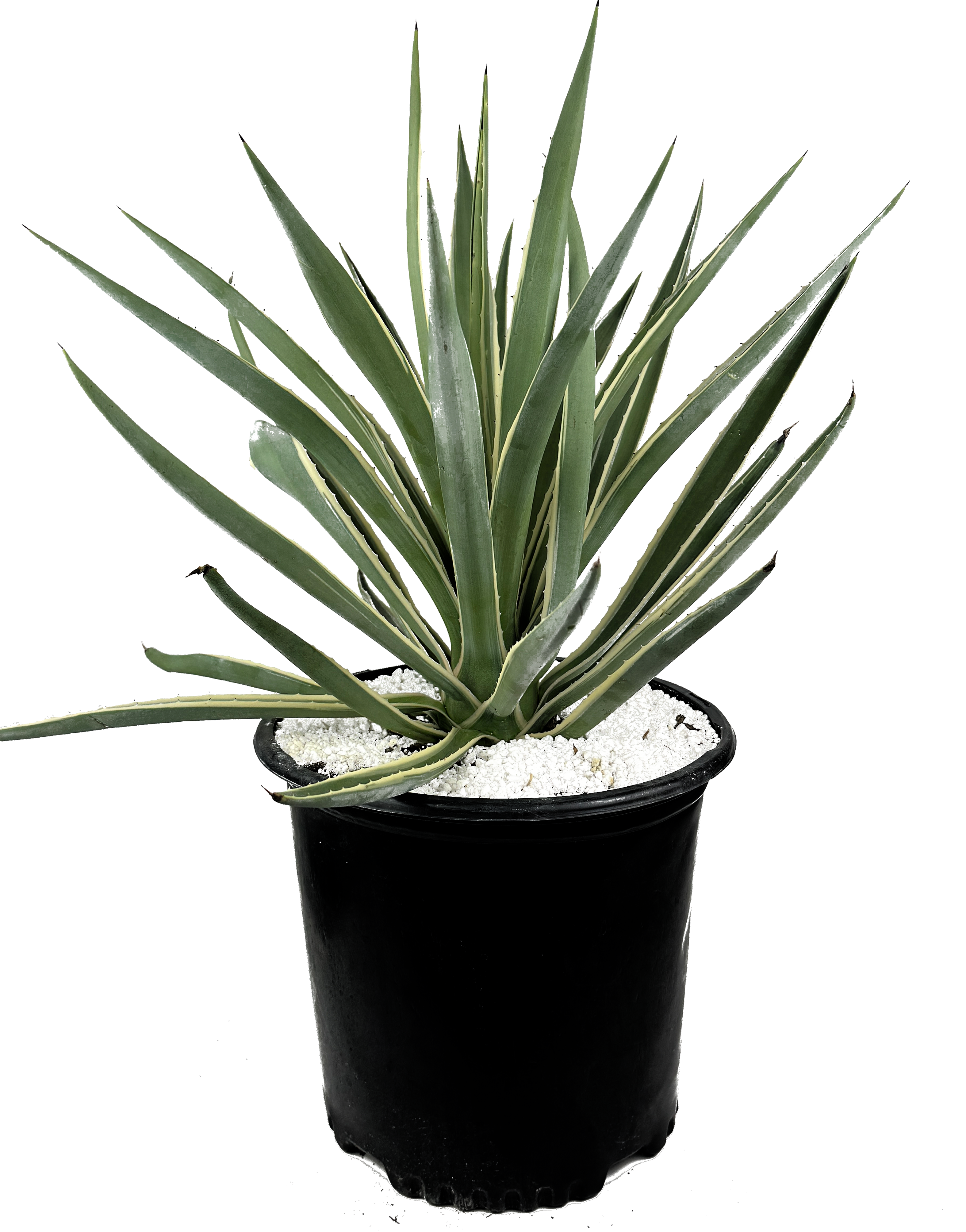agave house plant Agave angustifolia v. marginata