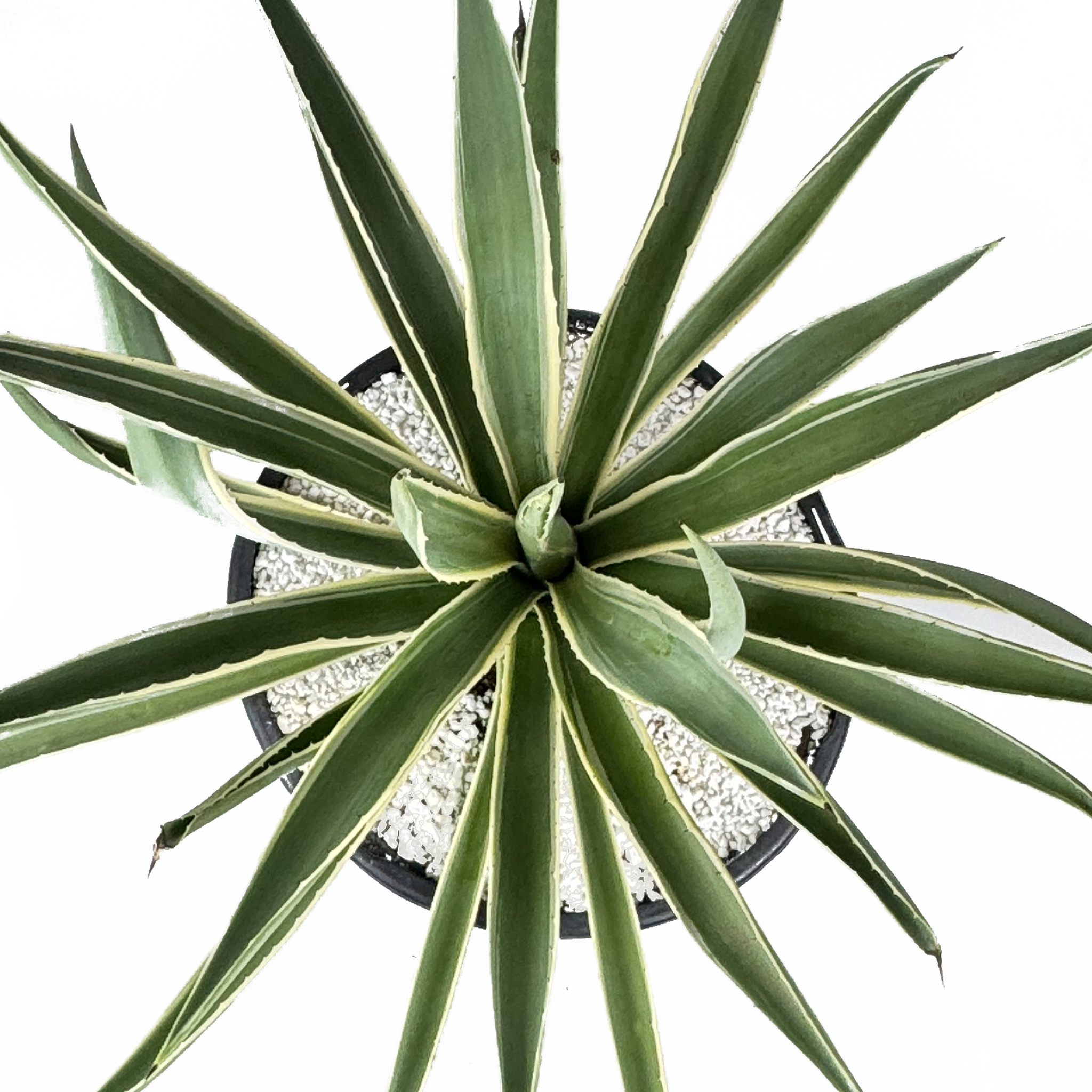 Agave angustifolia v. marginata