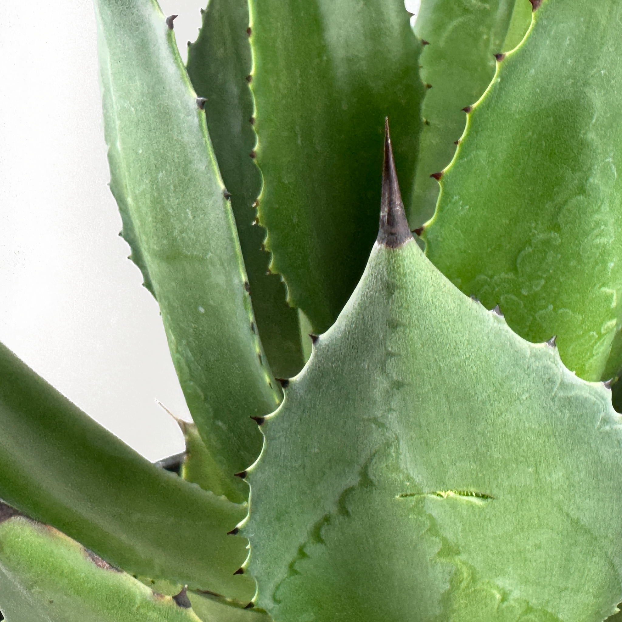Agave chiapensis – Happy Valley Plants
