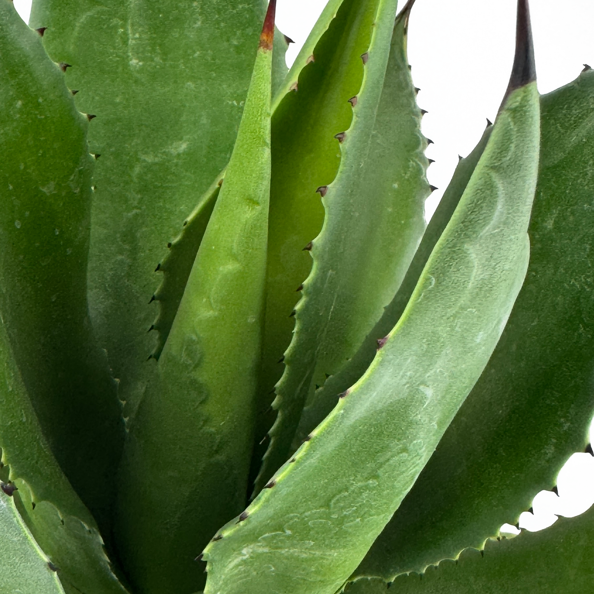 Agave chiapensis – Happy Valley Plants
