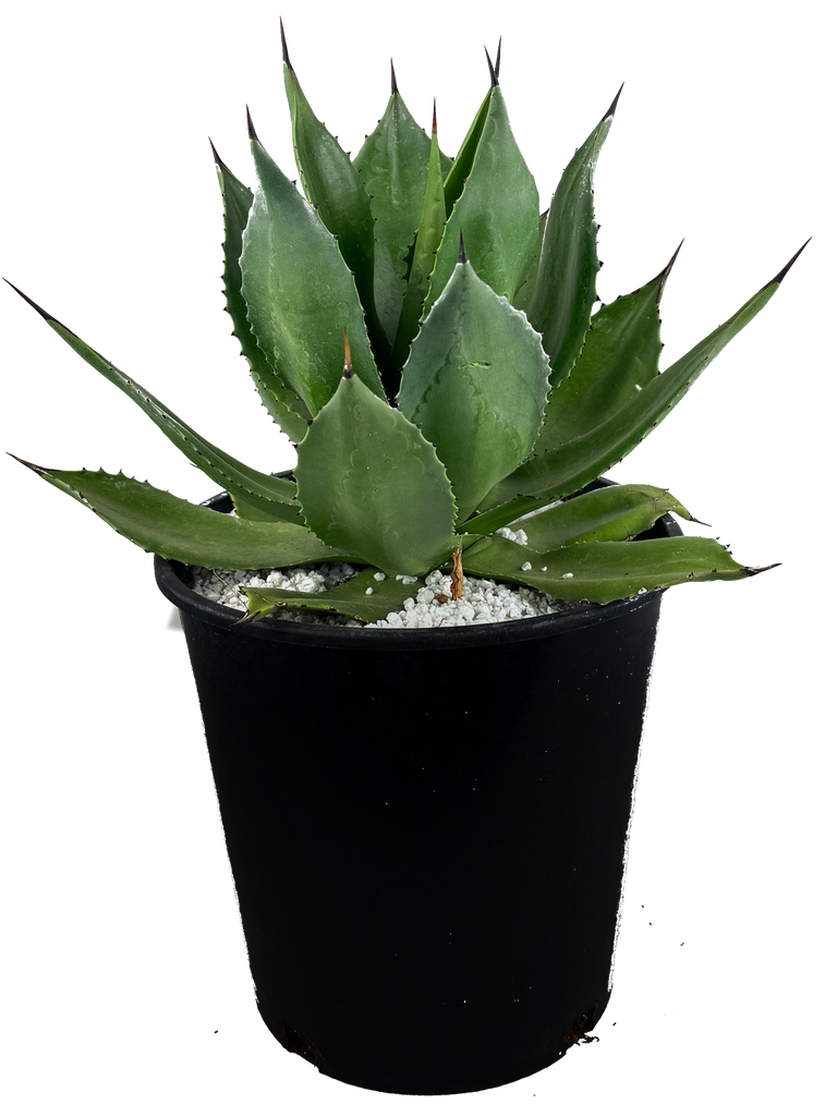 Agave Collection – Happy Valley Plants