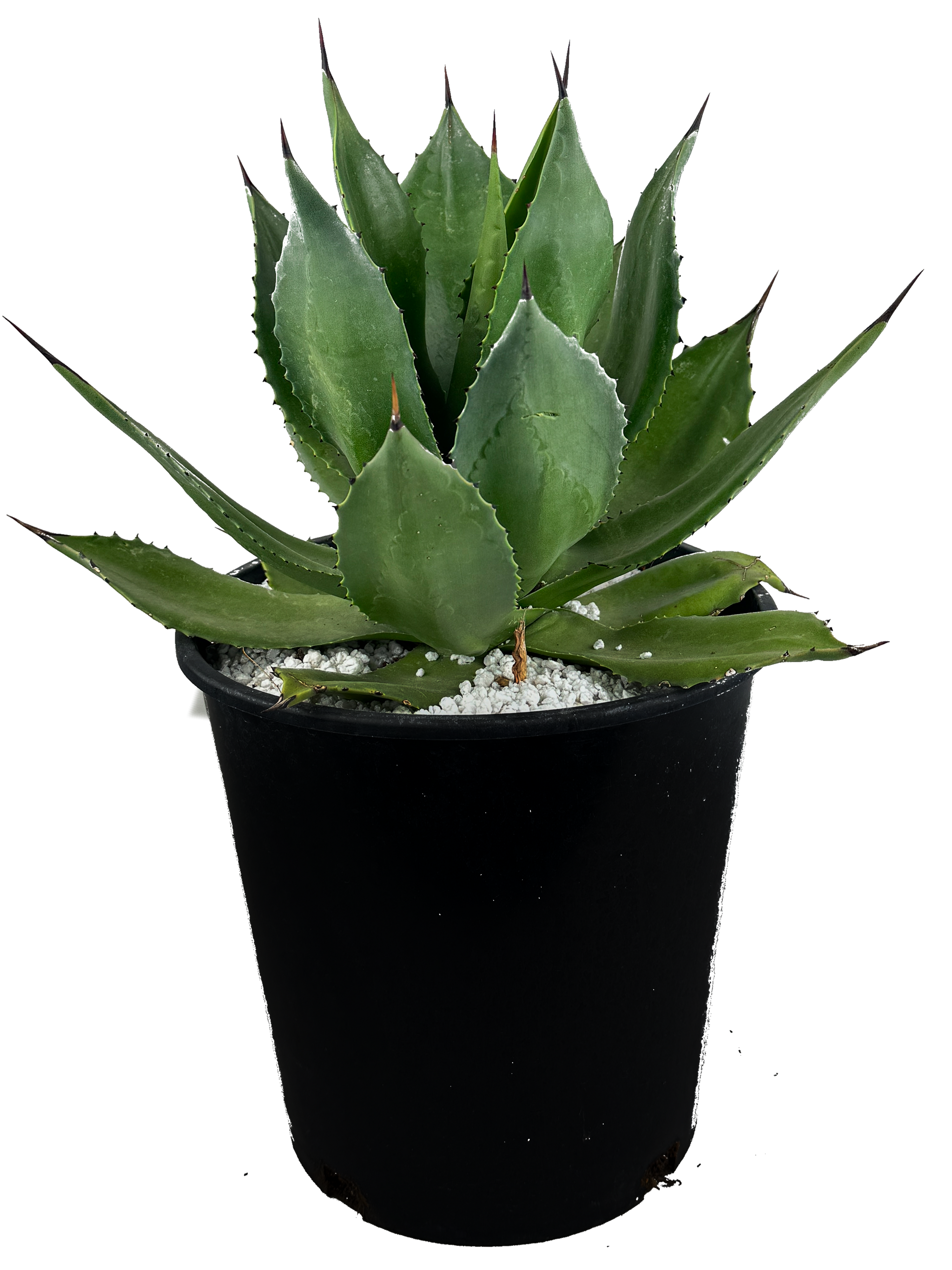 agavechiapensis_Main2_2048x.