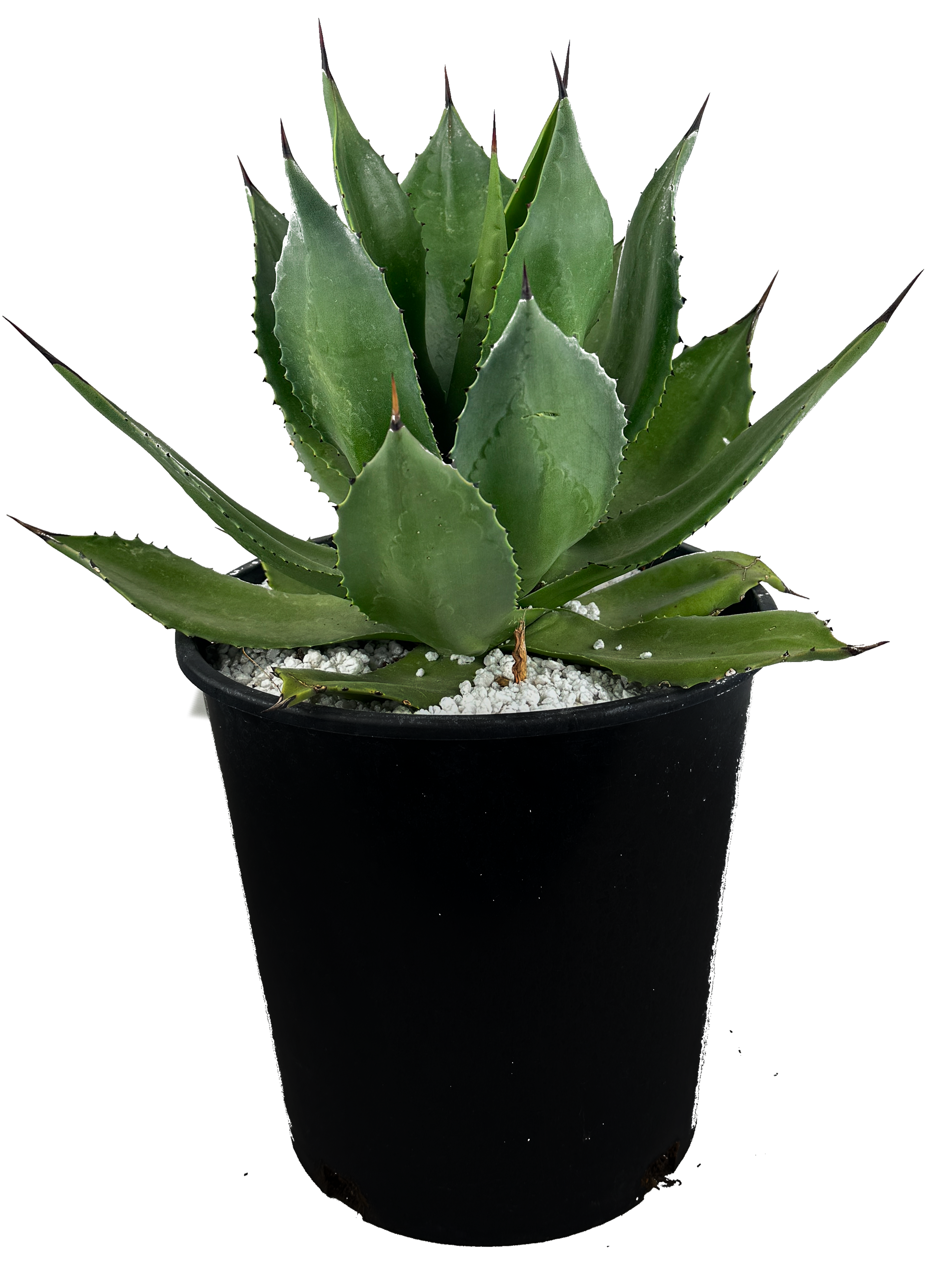 新品Mサイズ kaitlynSepia Agave Agave chiapensis – Happy Valley Plants