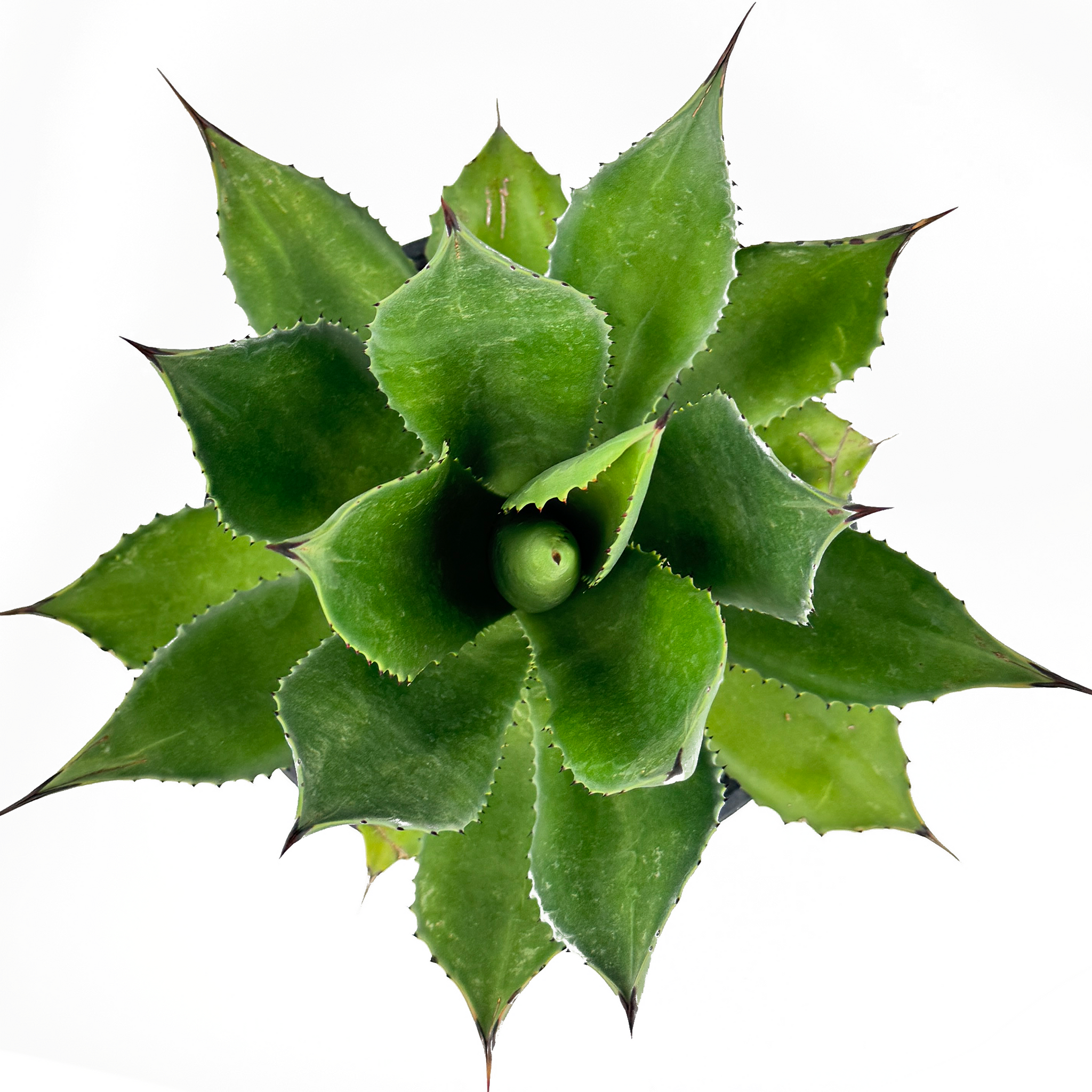 Agave chiapensis – Happy Valley Plants