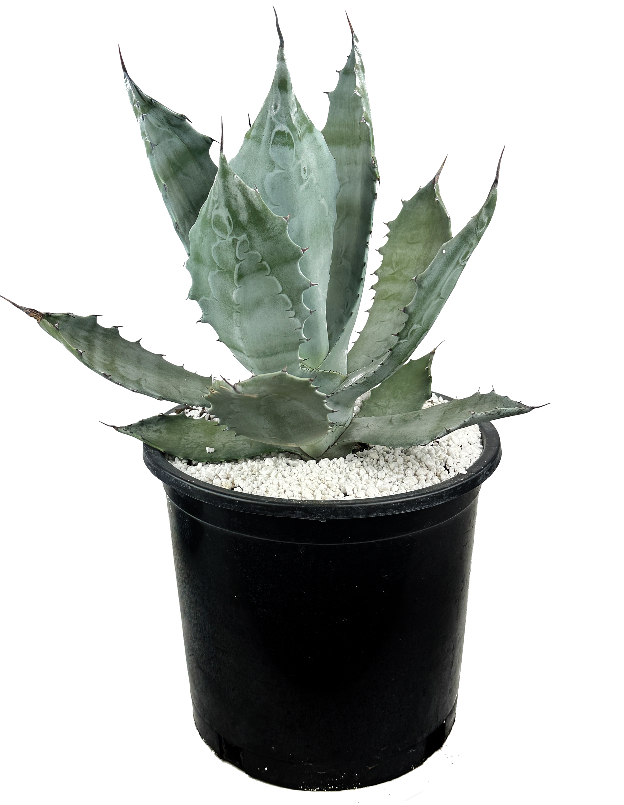 Agave colorata