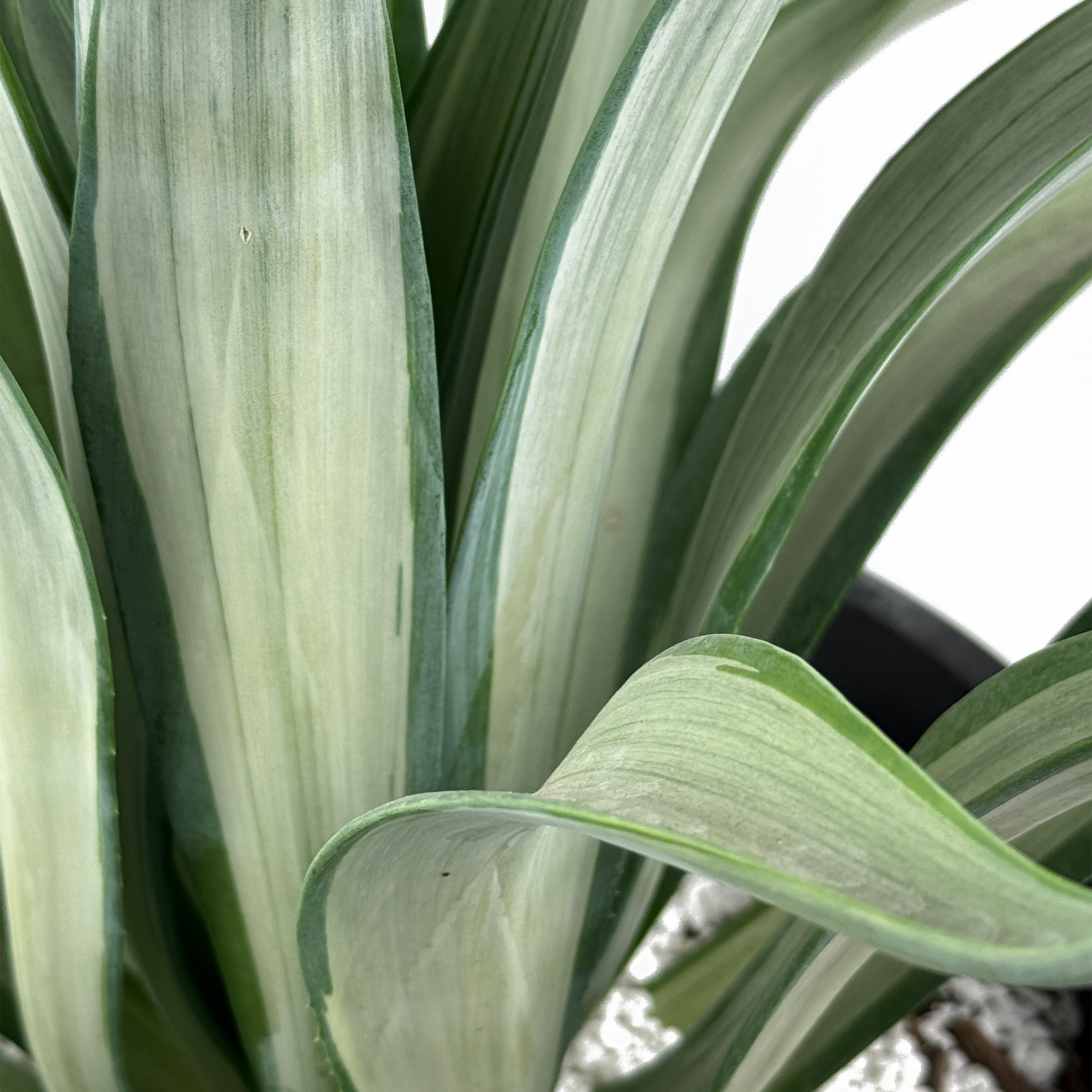 Agave desmettiana 'Quicksilver' – Happy Valley Plants
