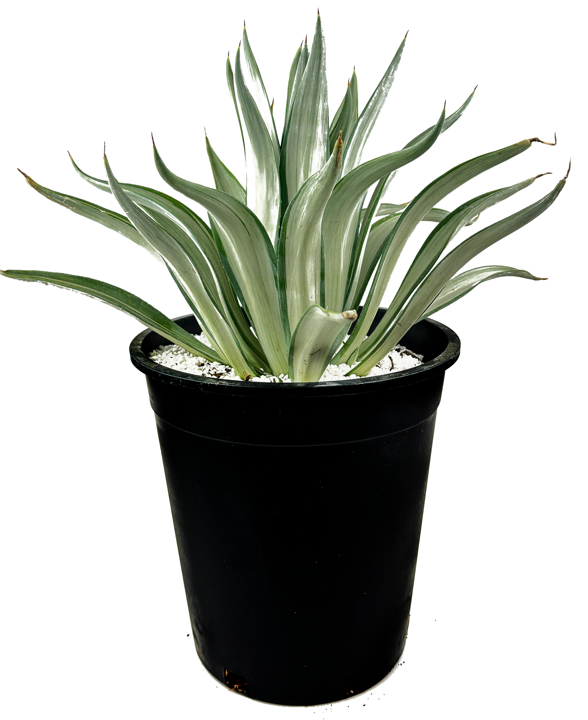 Agave desmettiana 'Quicksilver' – Happy Valley Plants