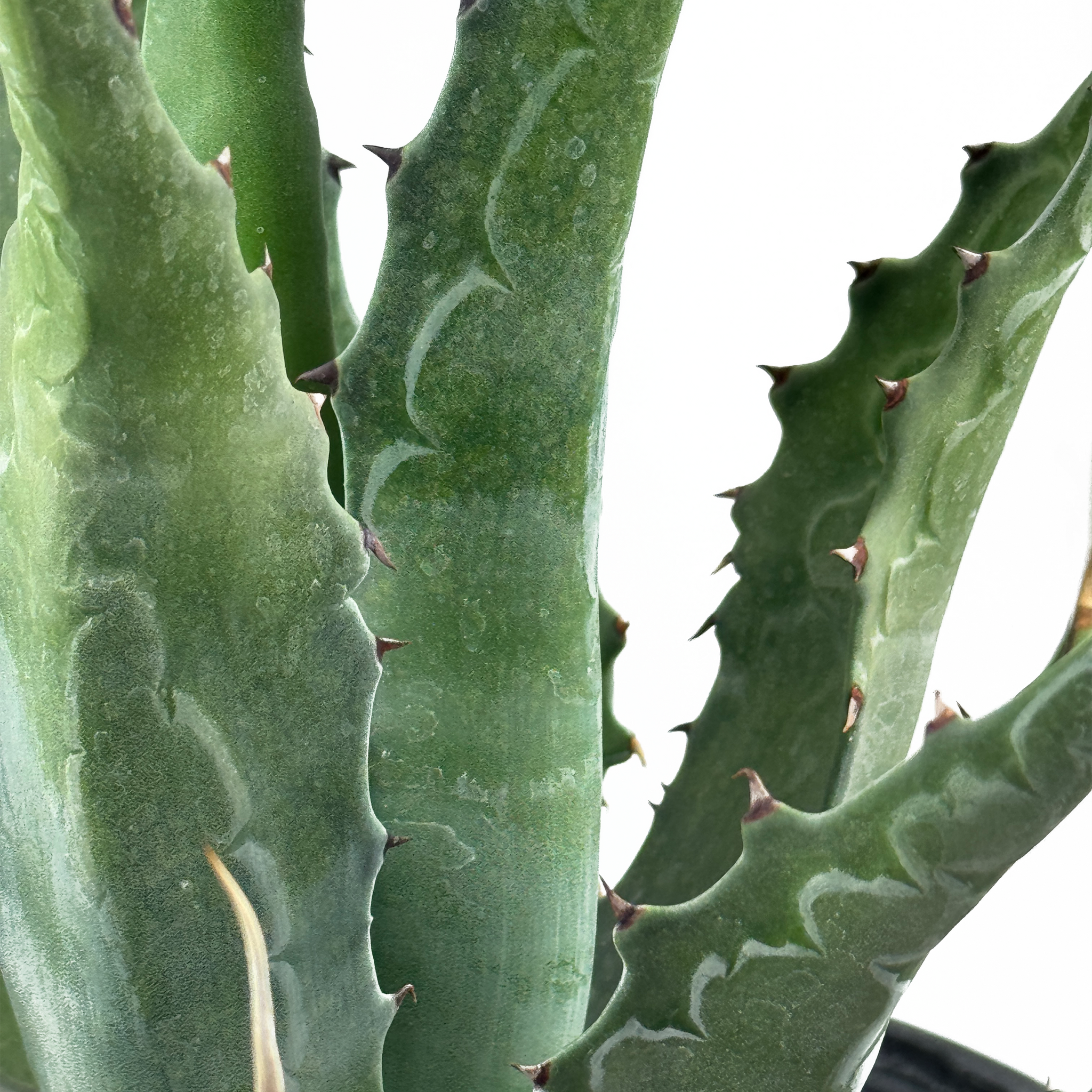 Agave gentryi - Maguey Verde, Hardy Agave  Happy Valley Plants