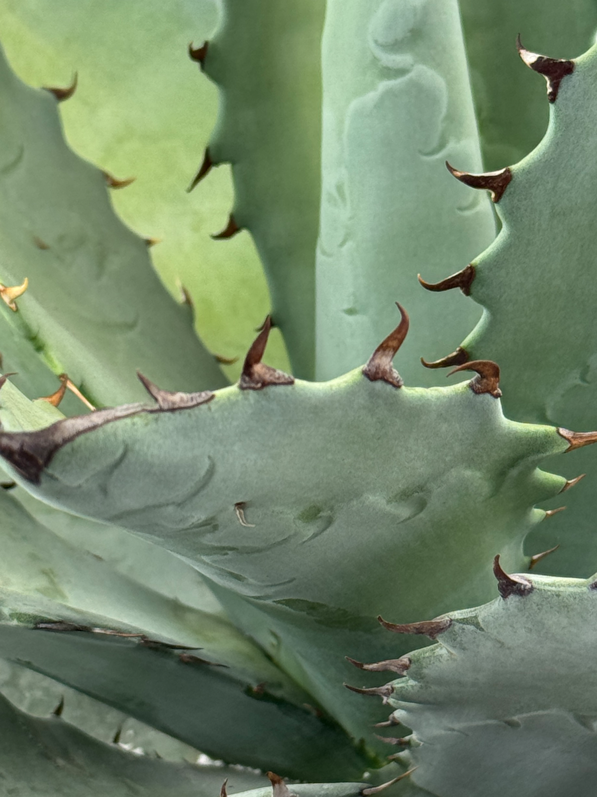 Agave hybrid 'Dakota' - Agave titanota x margaritae – Happy Valley