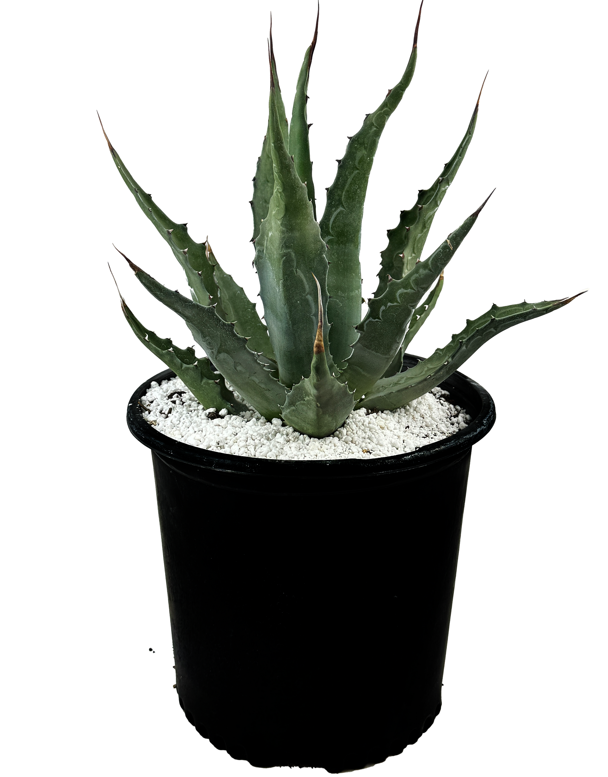 Agave gentryi