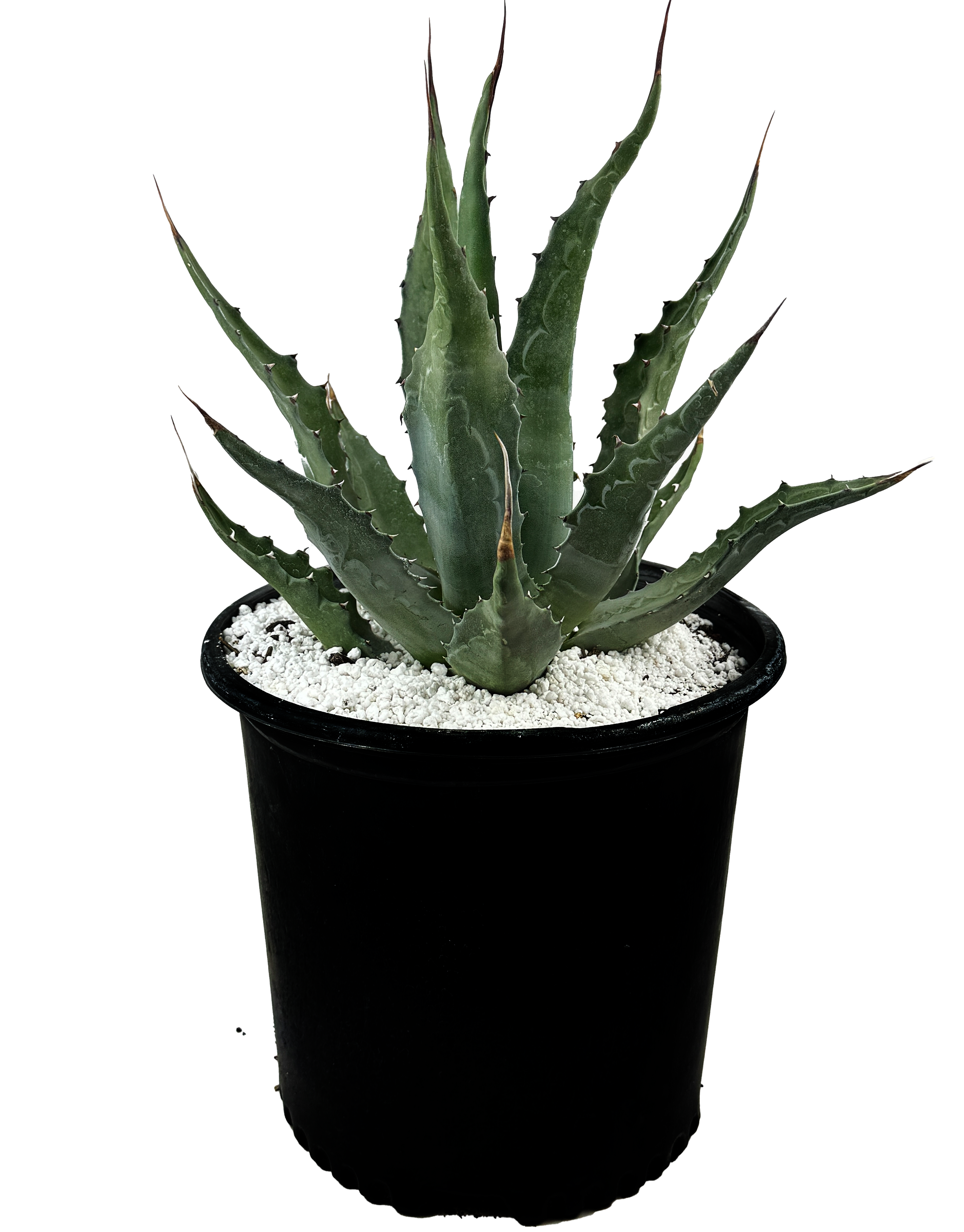 Agave gentryi