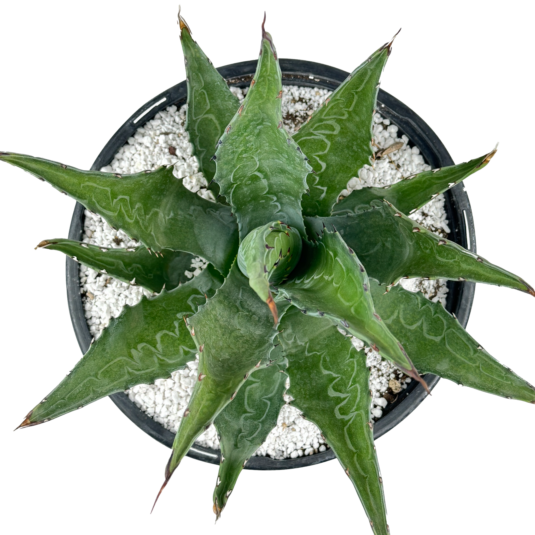 Agave gentryi