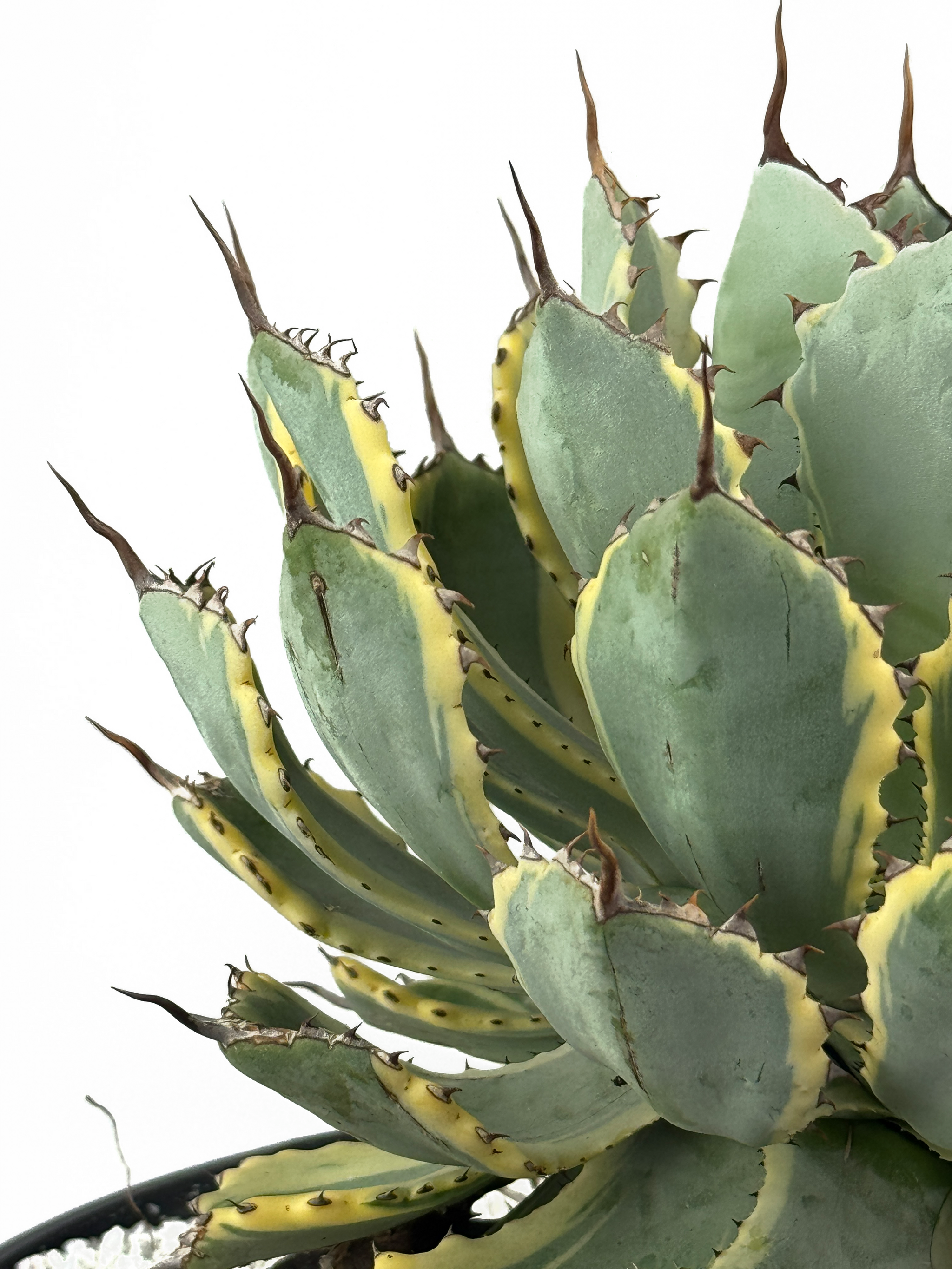 jaga be　アガベ hq720.jpg?sqp=-