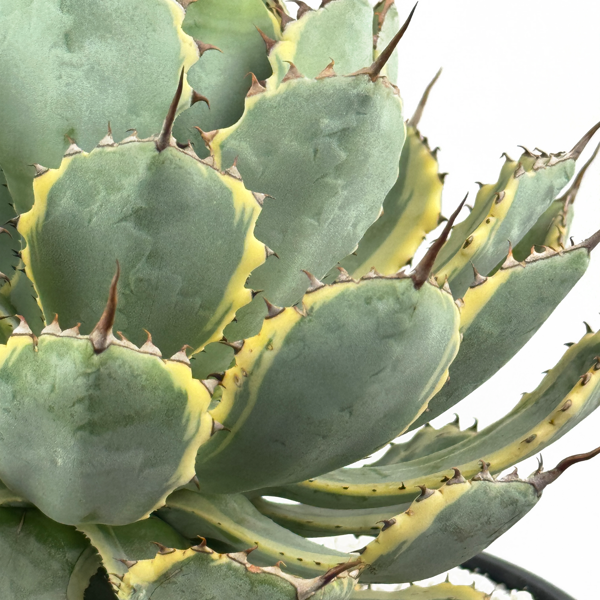 Agave x 'Kissho Kan' - Lucky Crown, Dwarf variegated butterfly
