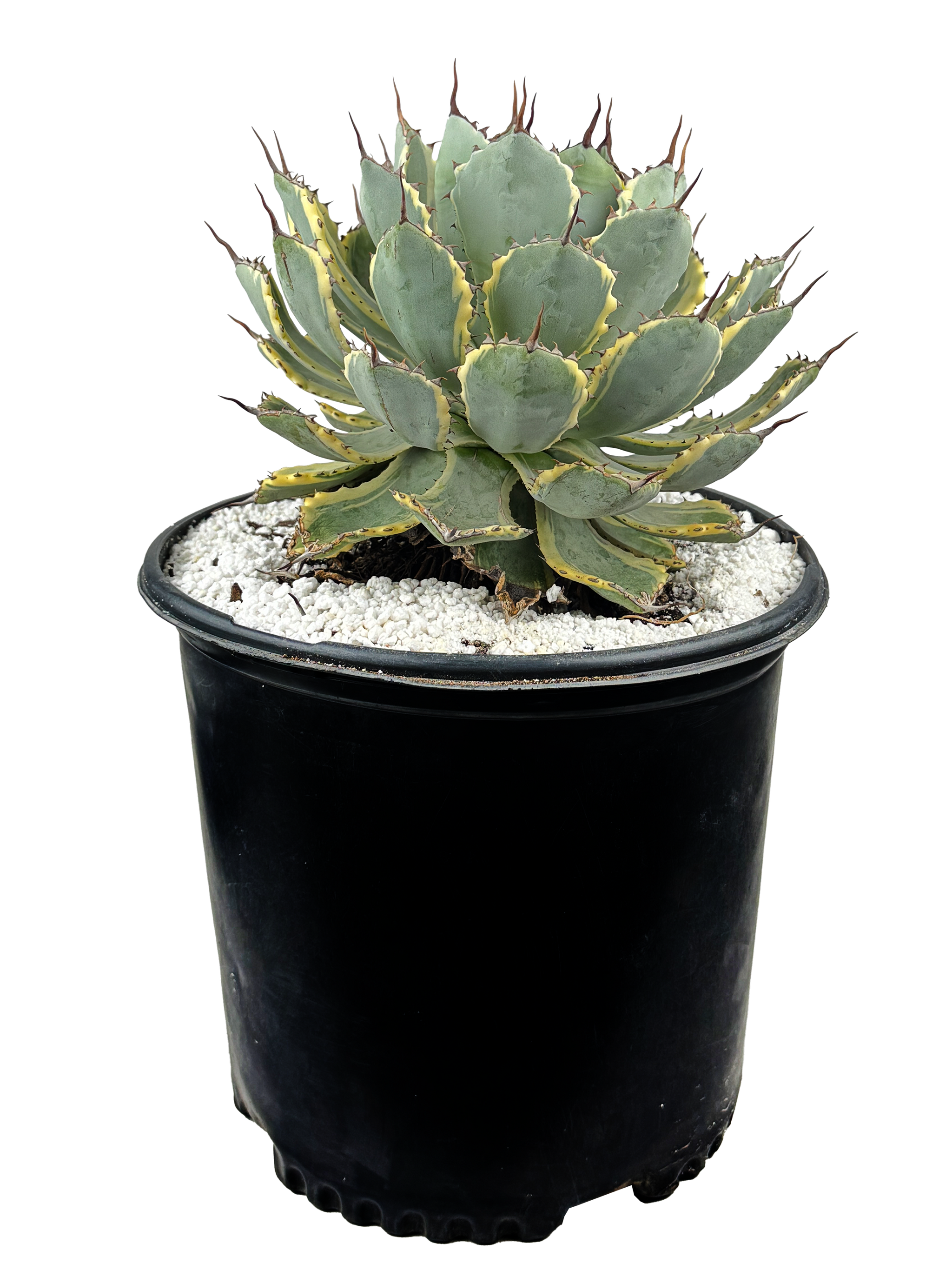 Agave potatorum✖️macroacantha【hybrid】230 Agave macroacantha x Potatorum 中 NO.3 (G) | man