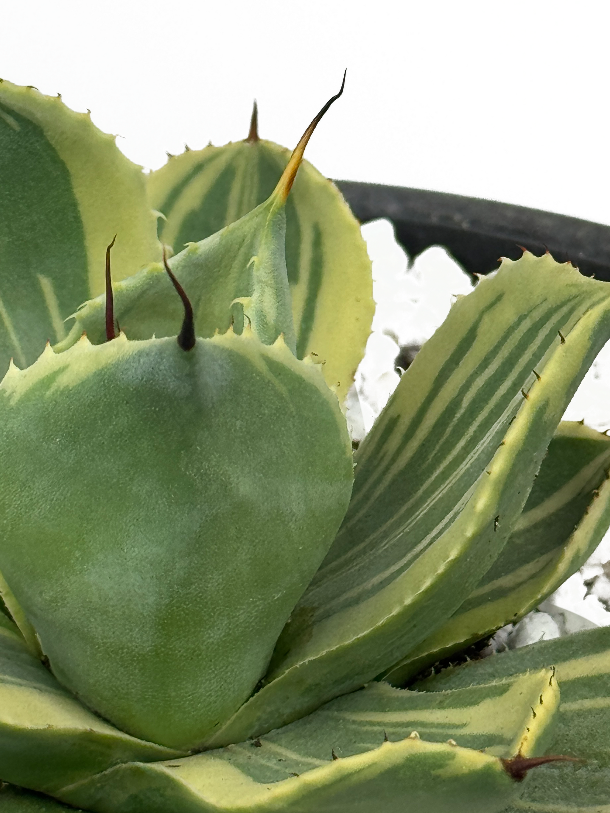 フラワー・ガーデニング Agave parryi  parryi 'Lucky Stripe' 69 Agave parryi 'Lucky stripe' 아가베파머