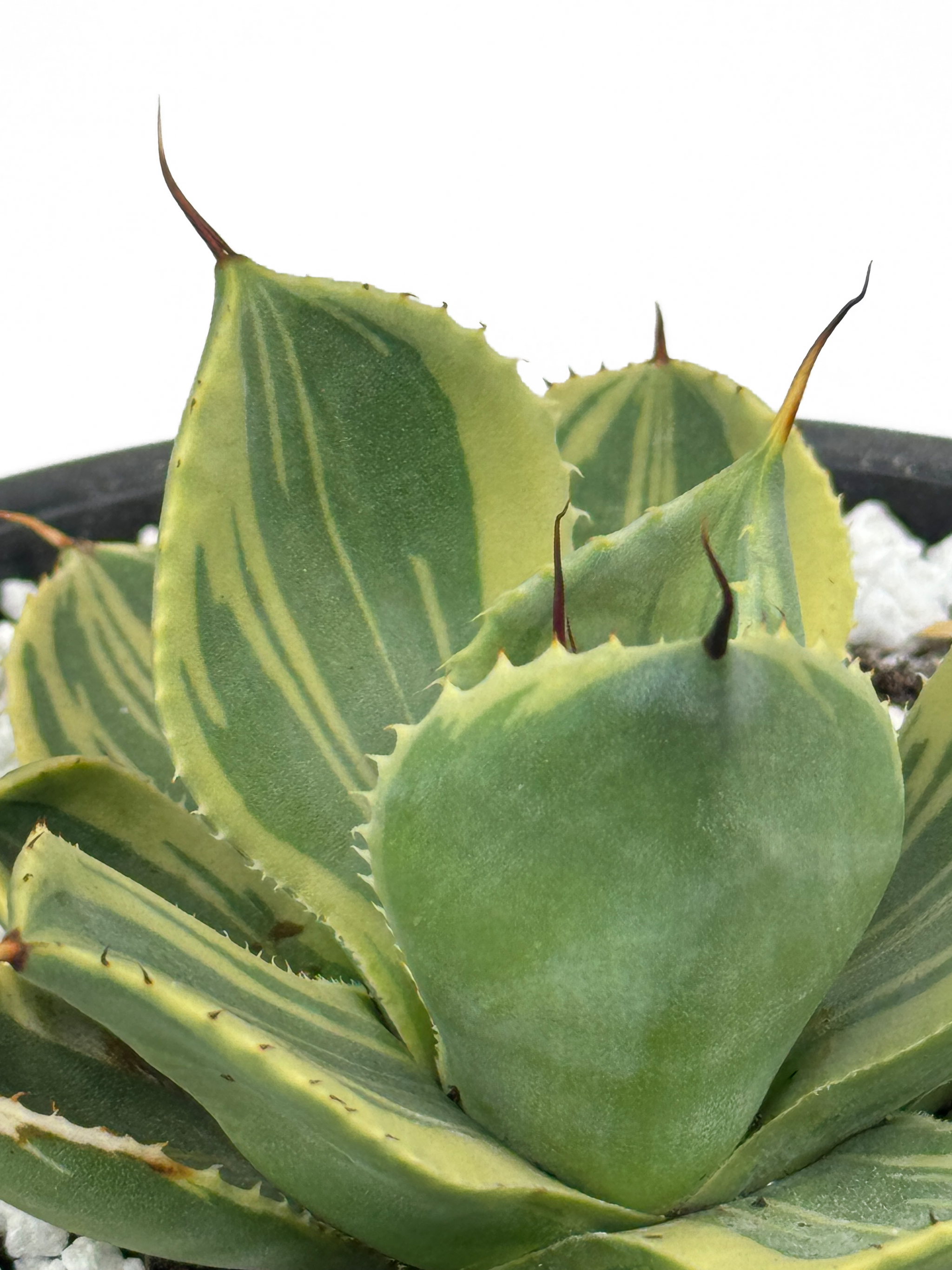 フラワー・ガーデニング Agave parryi parryi 'Lucky Stripe' 80 Learn フラワー・ガーデニング Agave parryi parryi 'Lucky Stripe' 80 Learn