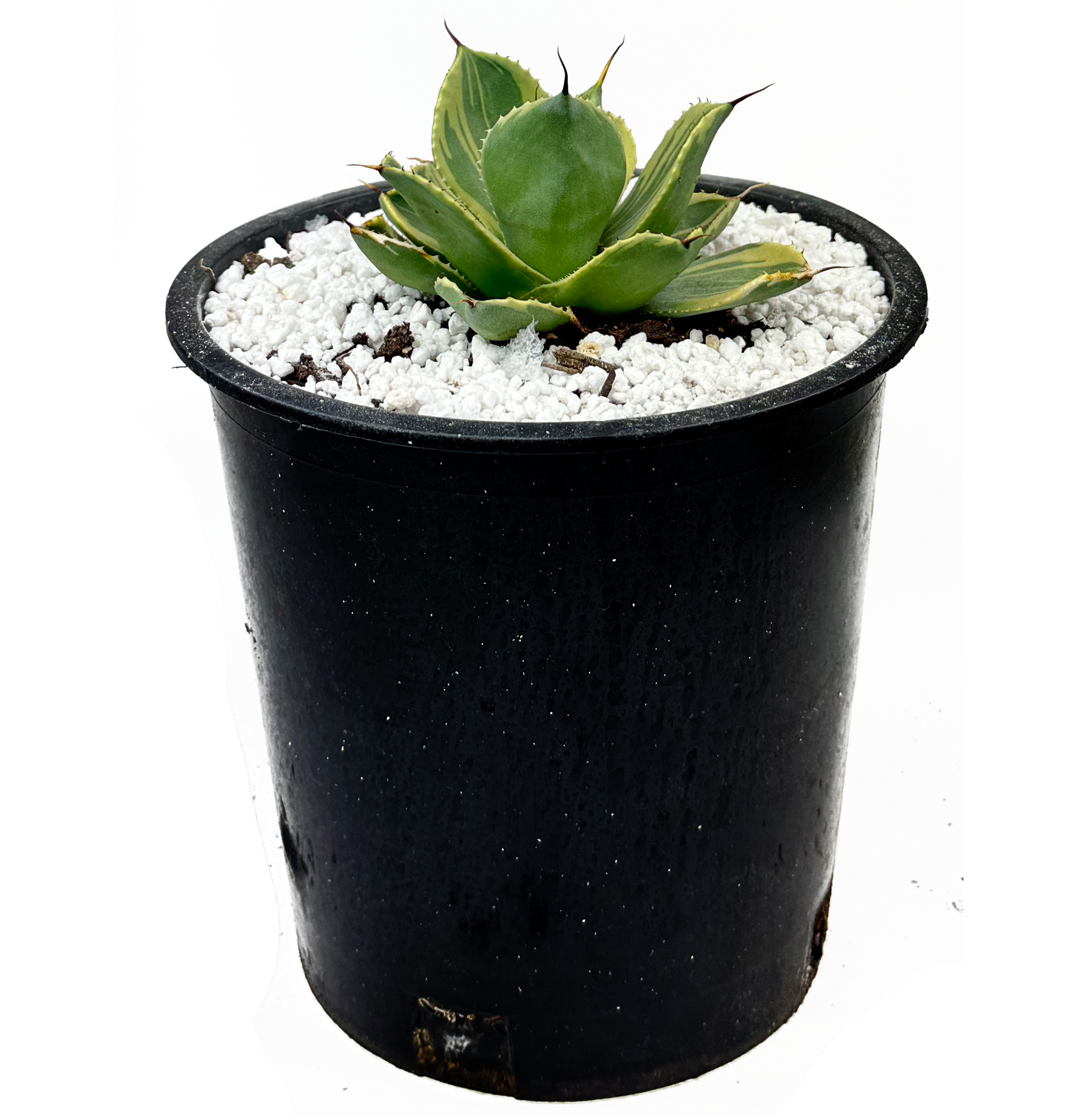 Agave Collection – Happy Valley Plants
