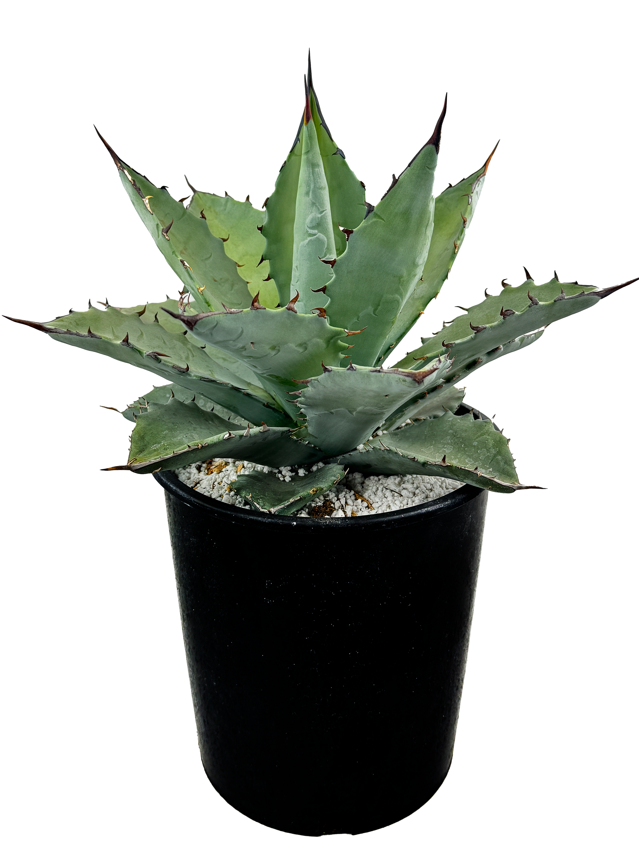 Agave hybrid 'Dakota' - Agave titanota x margaritae – Happy Valley Agave hybrid 'Dakota' - Agave titanota x margaritae – Happy Valley