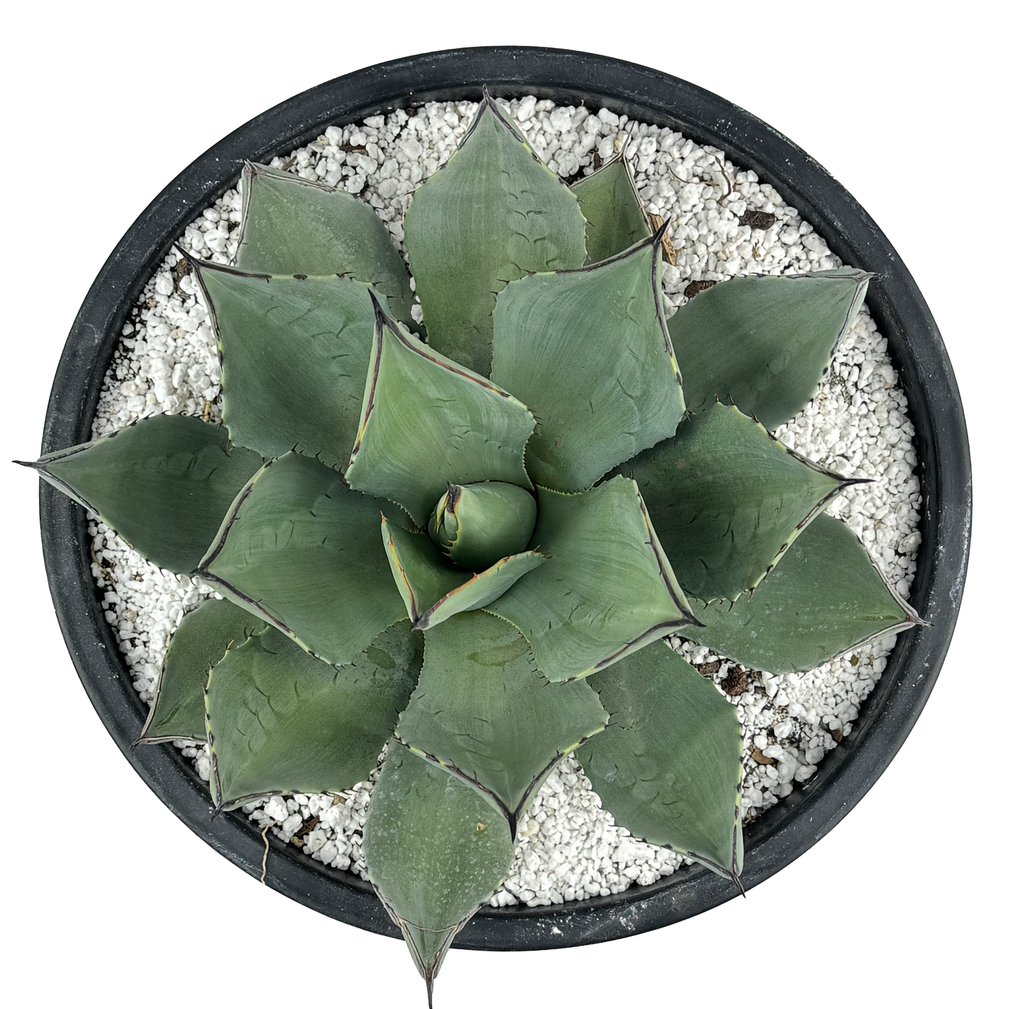 Agave parryi v. neomexicana - New Mexico Agave – Happy Valley Plants